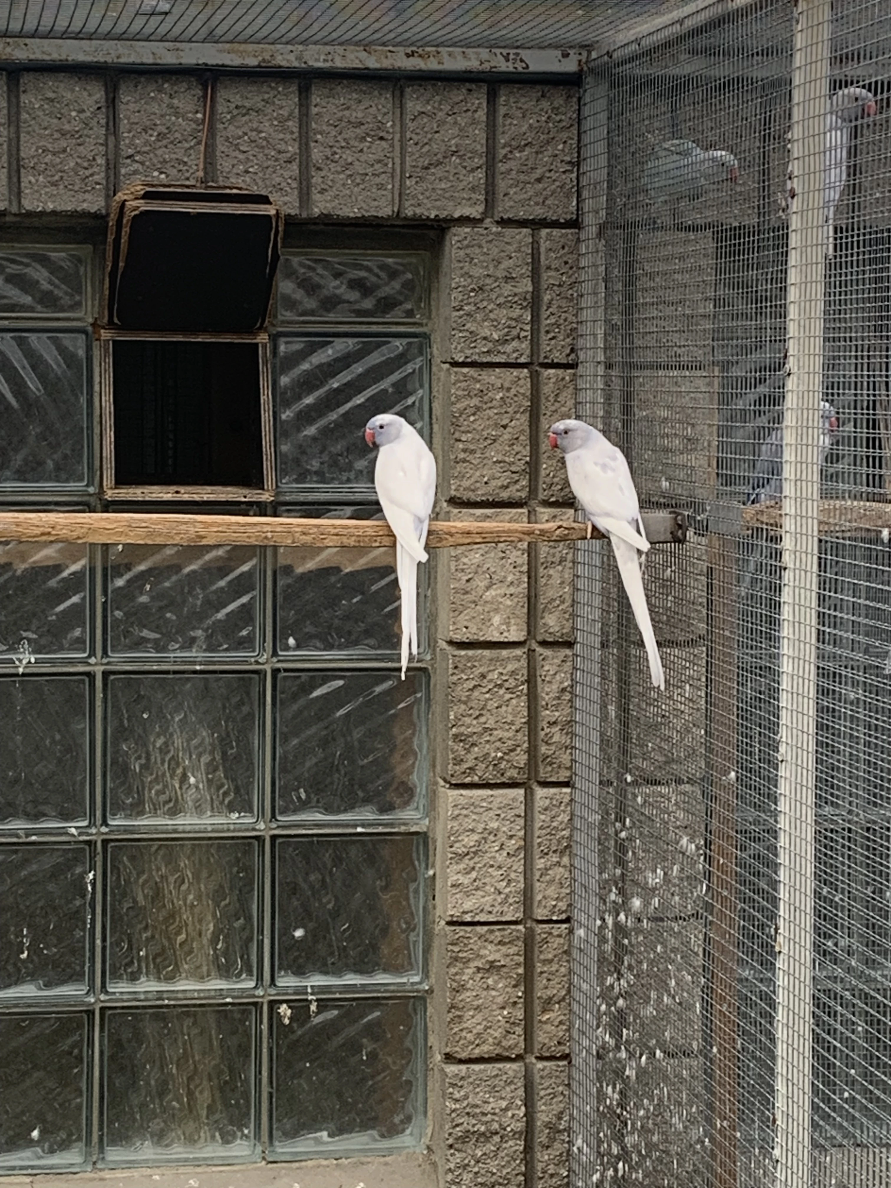 Alexandr malý dominantní straka