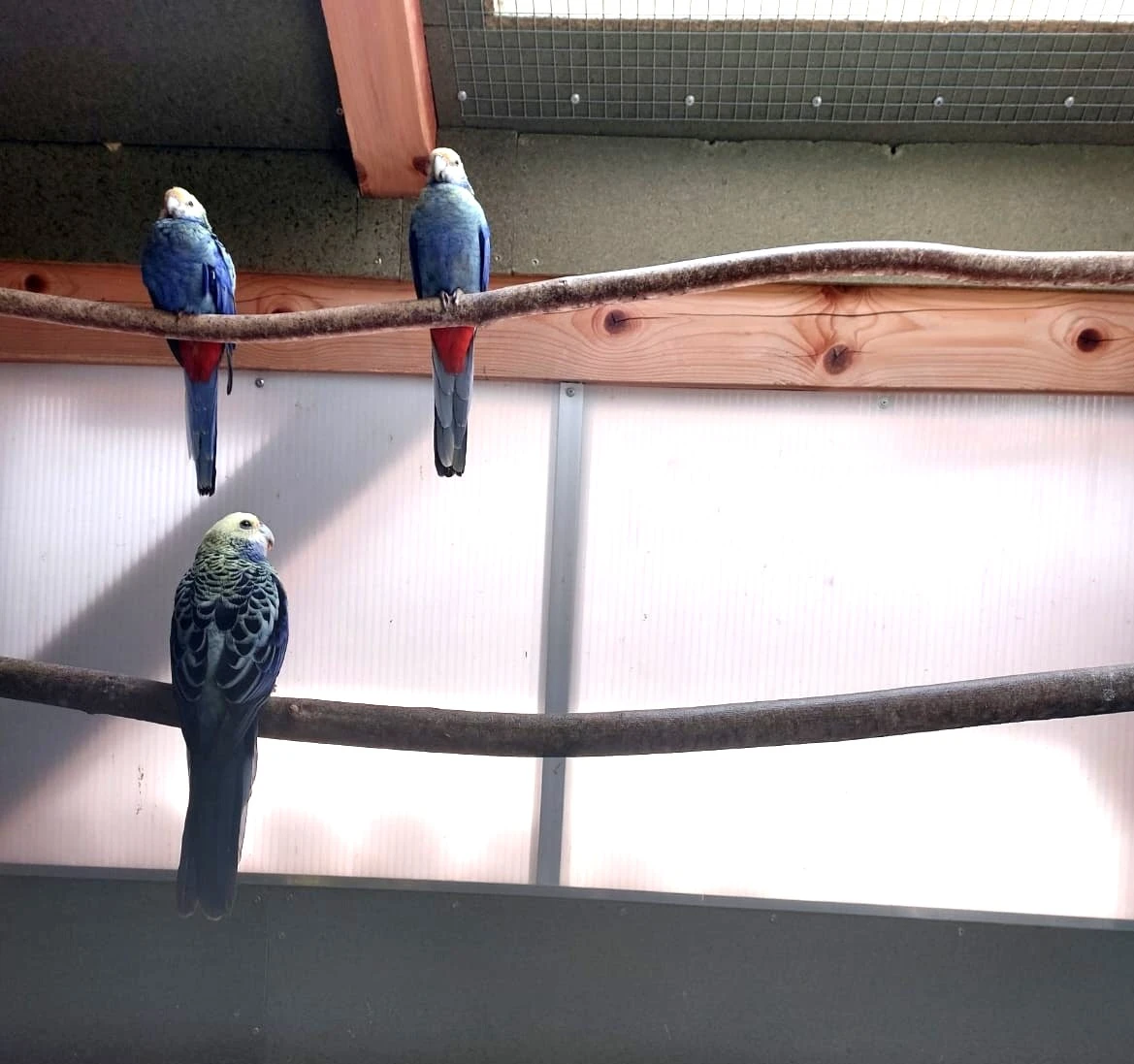 Prodám samce rosely penant severní