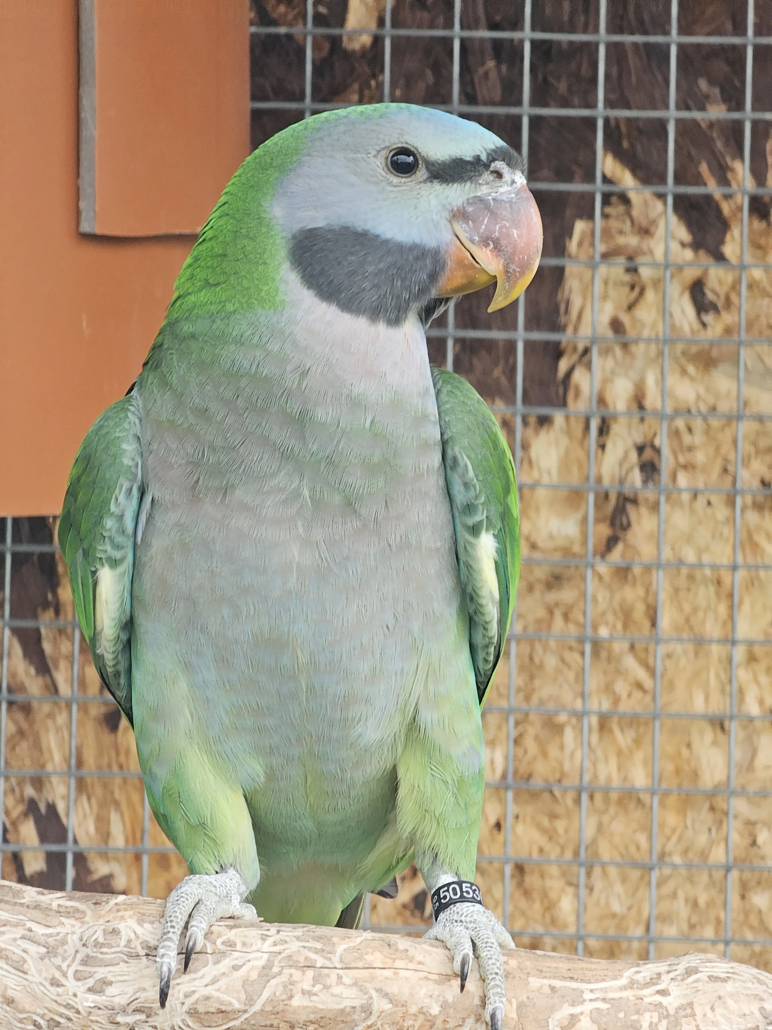 Prodám samici Alexandra čínského s DNA