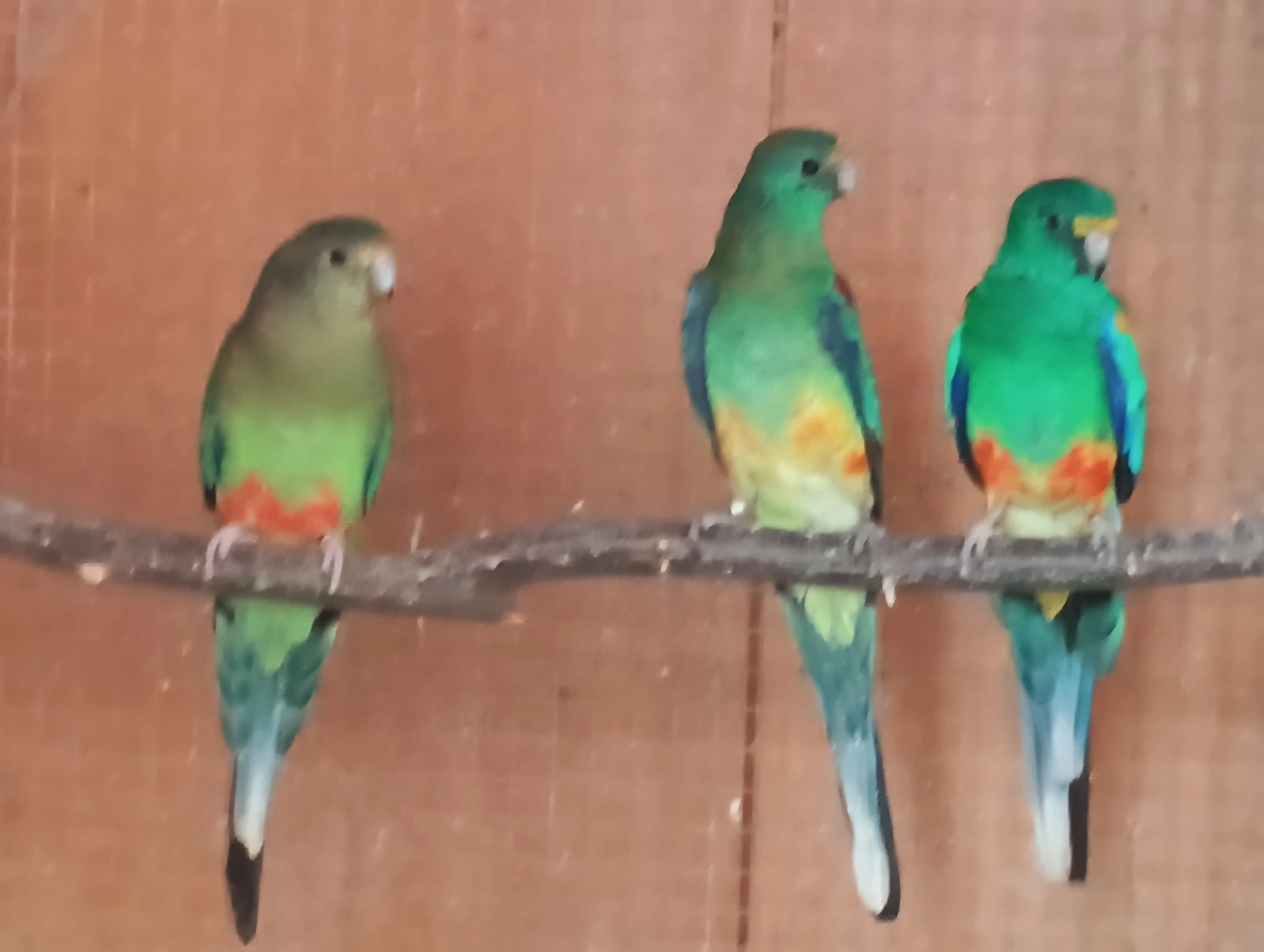 Papoušek mnohobarvý