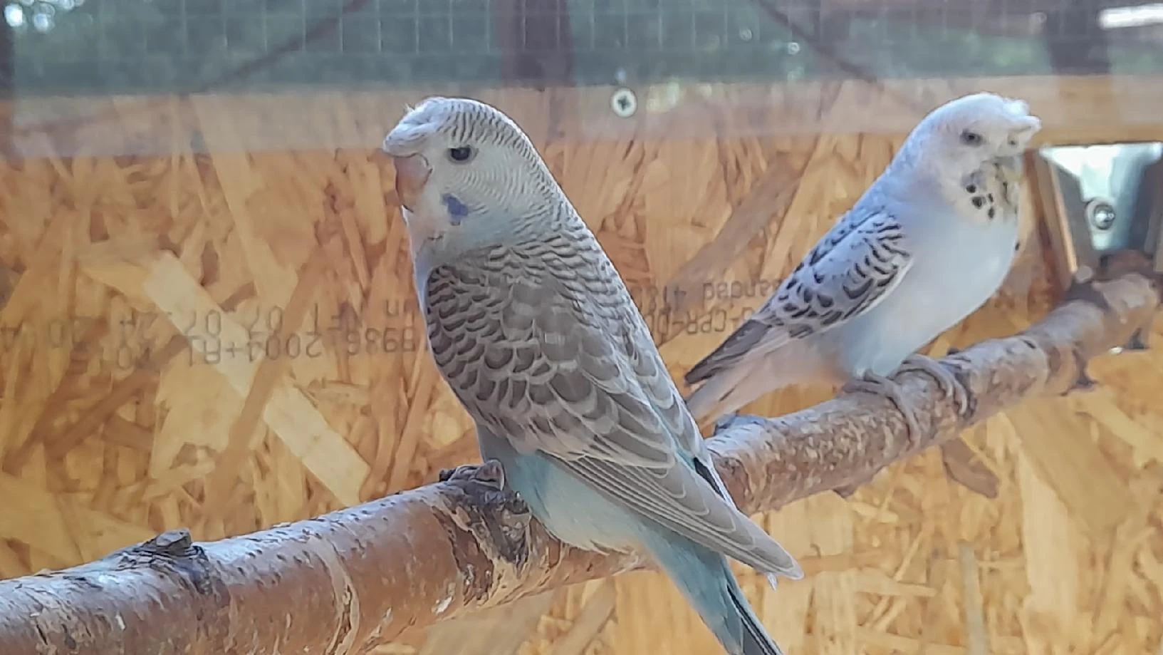 Letošní mladé andulky vlnkované hledají nový domov