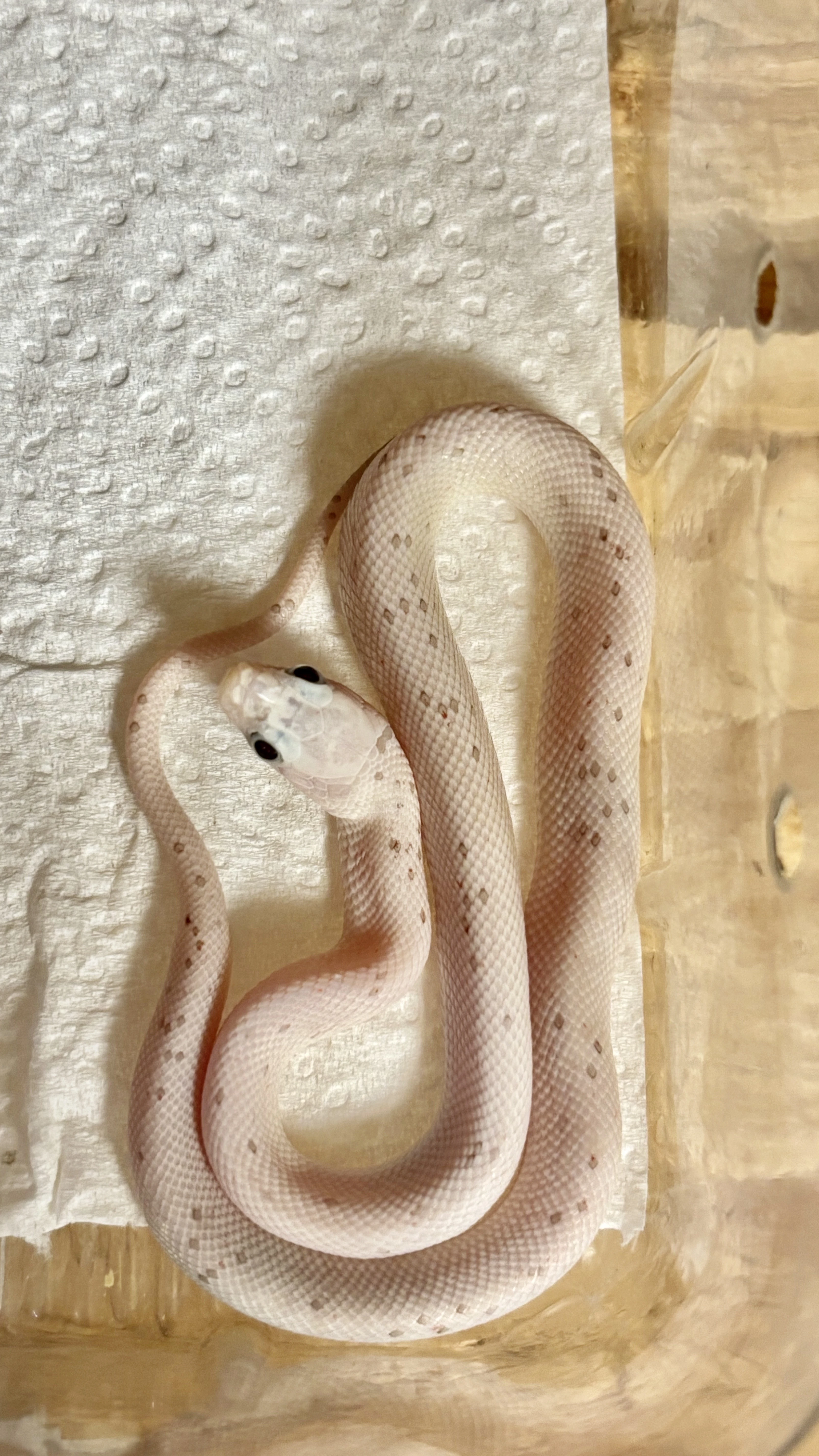 Užovka červená palmetto