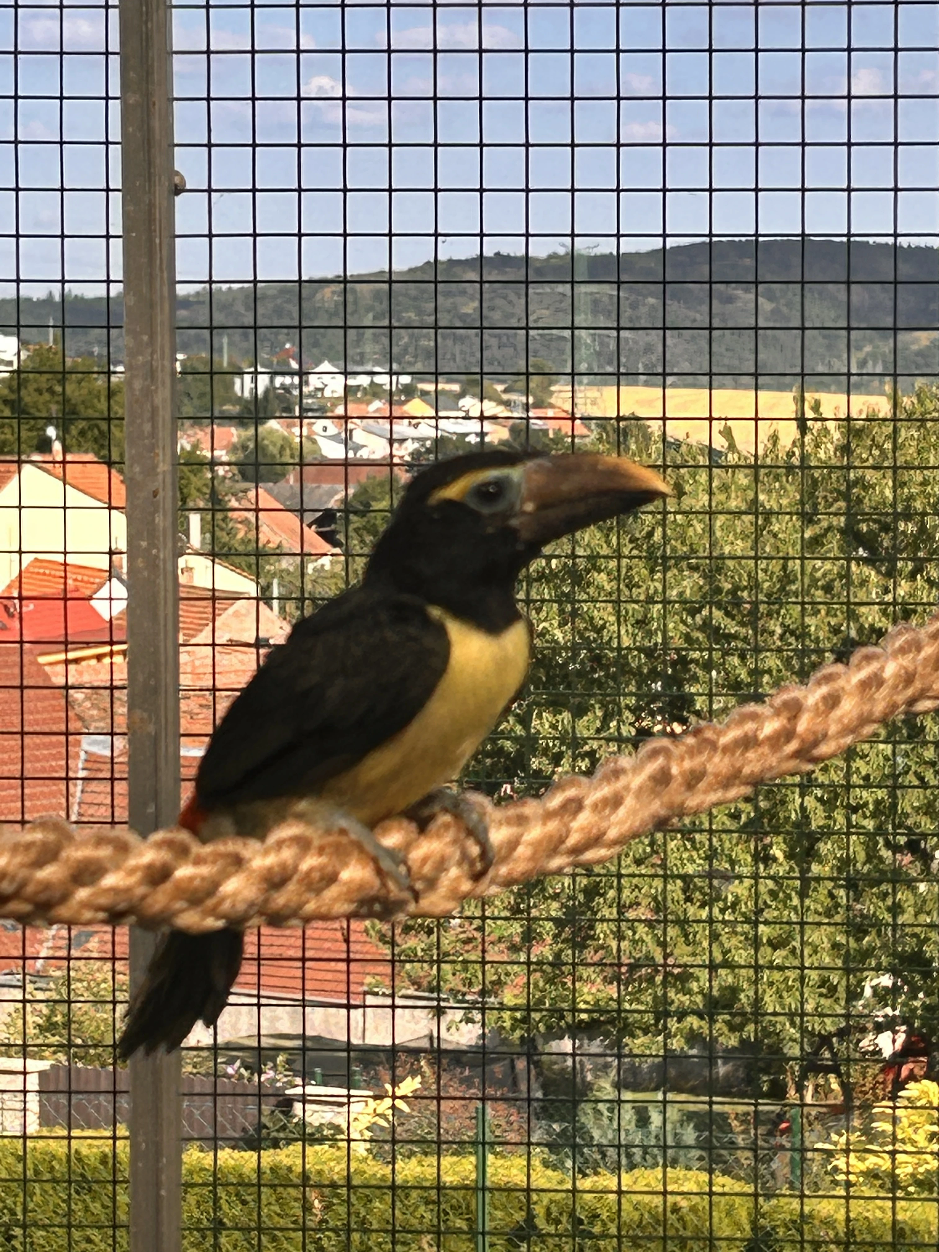 Arassari zeleny