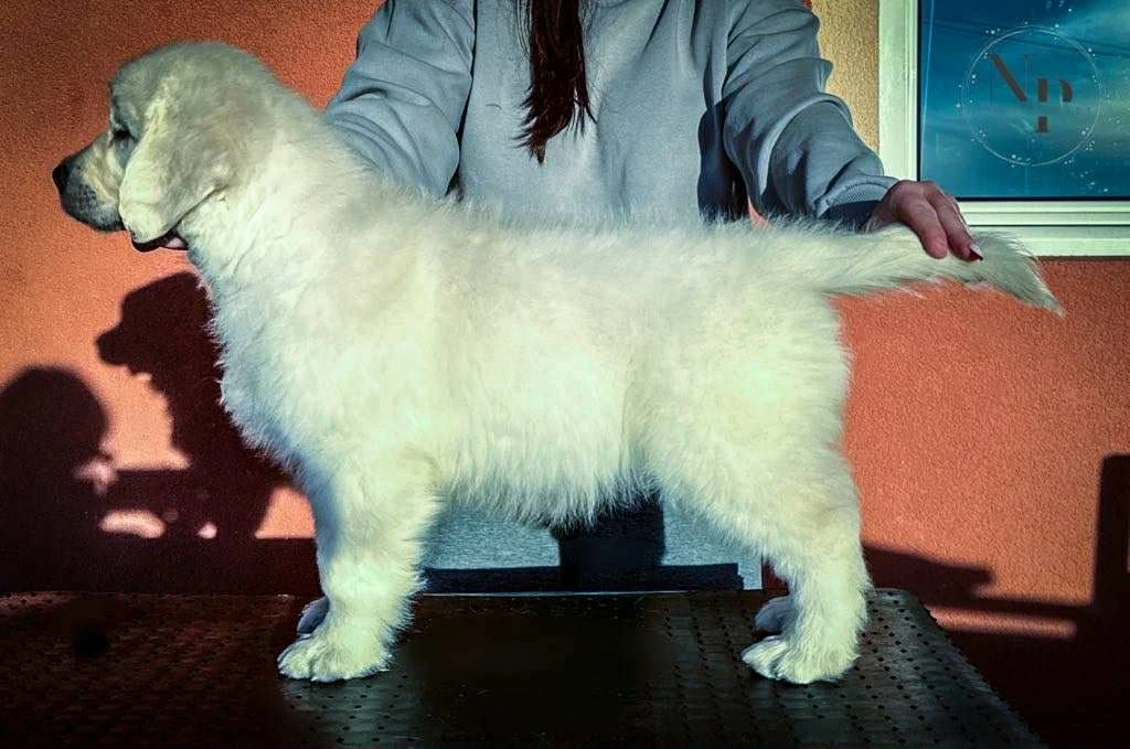 Zlatý retriever štěňata