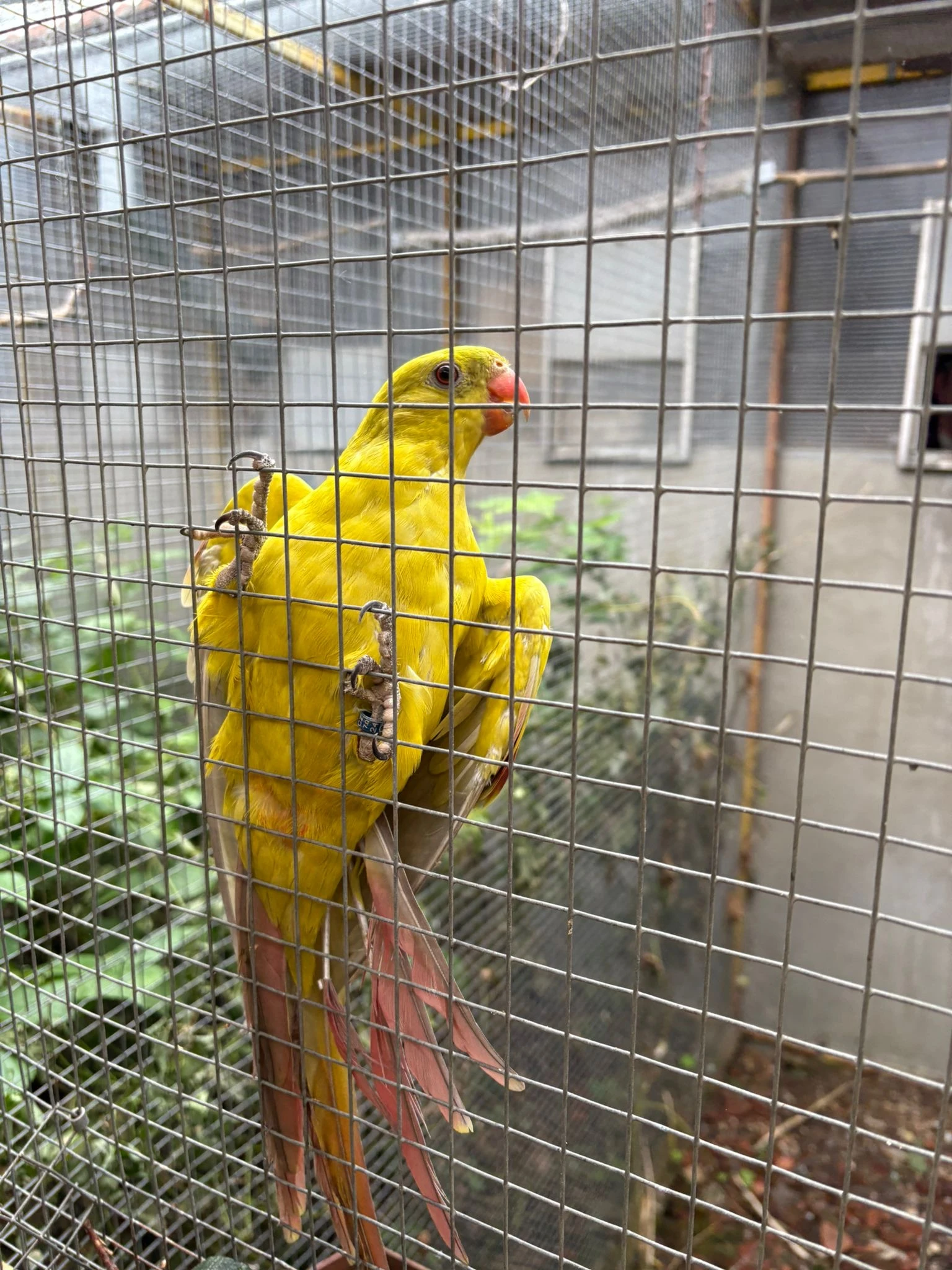 Prodám papoušky horské