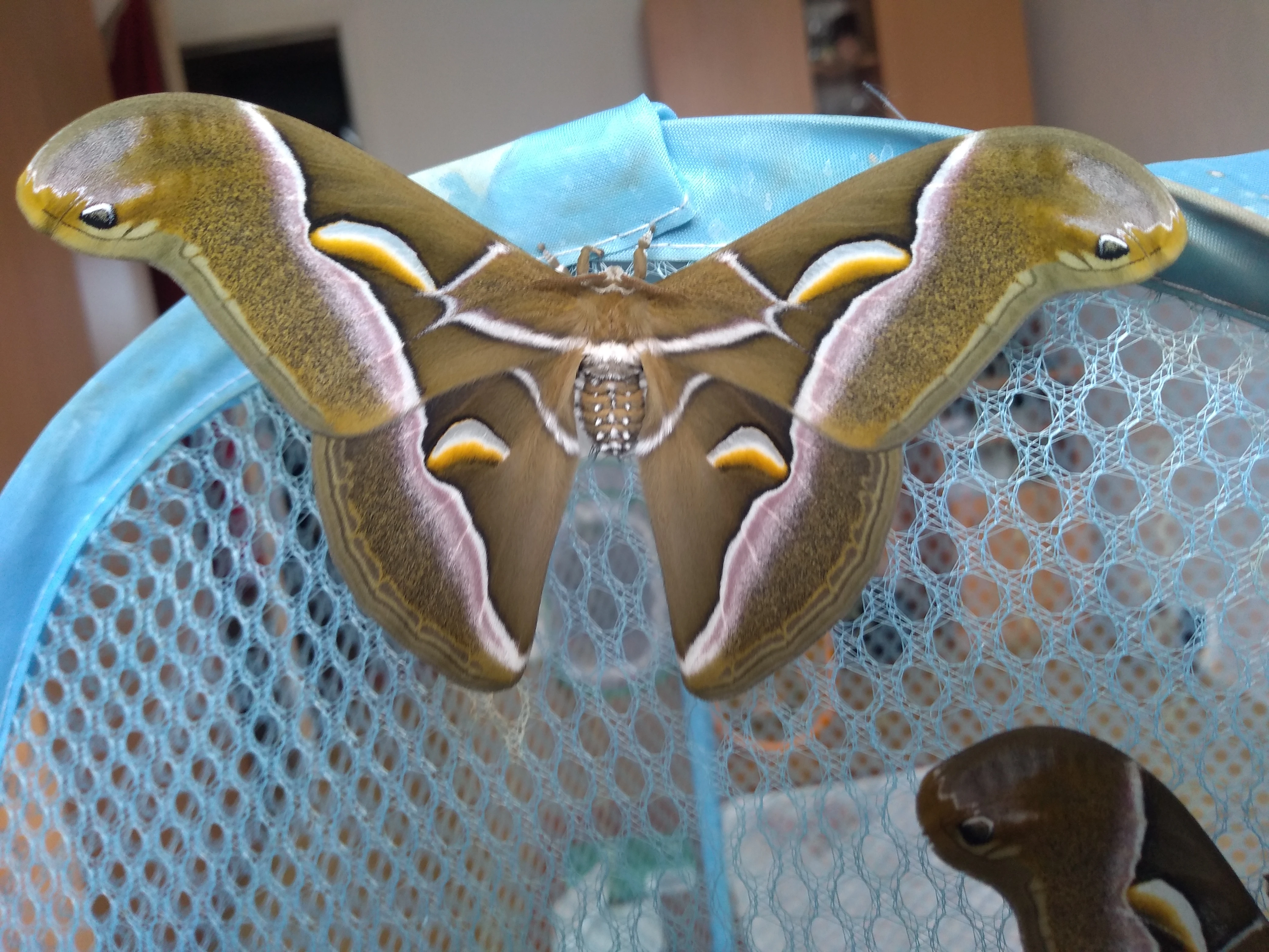 Samia cynthia walkeri