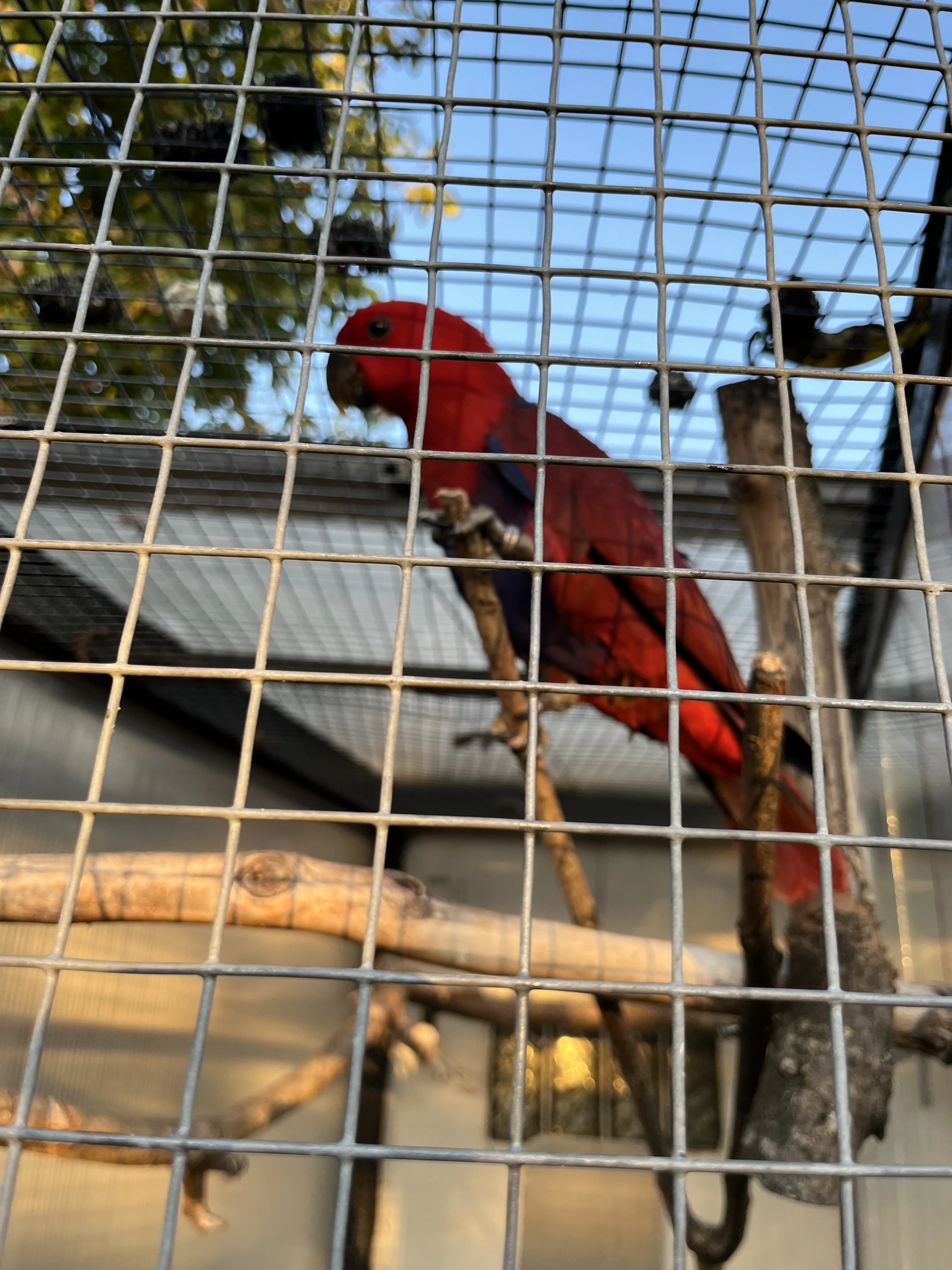 Eklektus polychloros