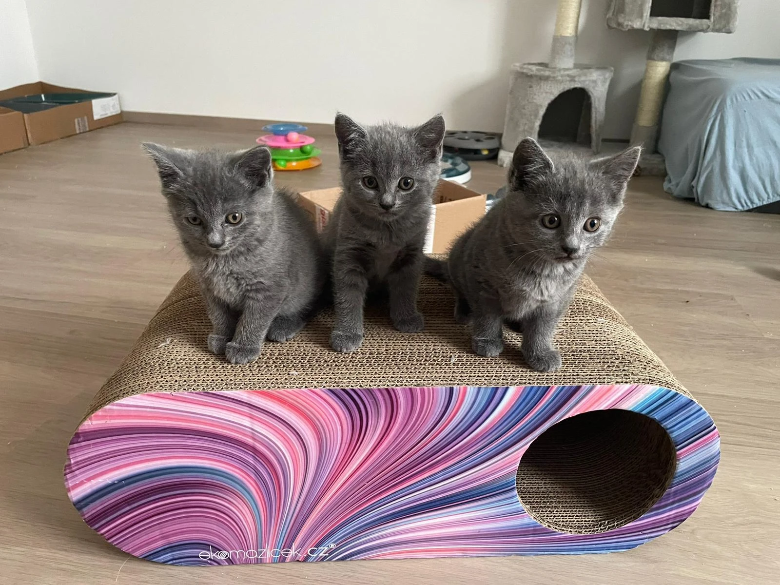 Prodám Kartouzská koťátka