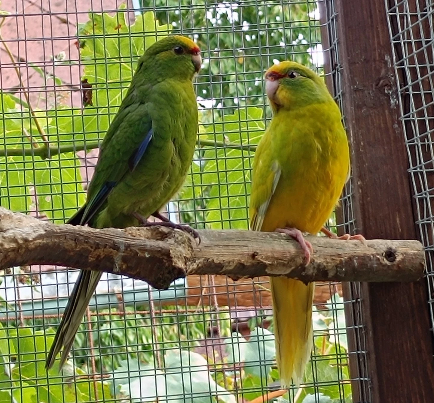 Prodám Kakariki žlutočelé