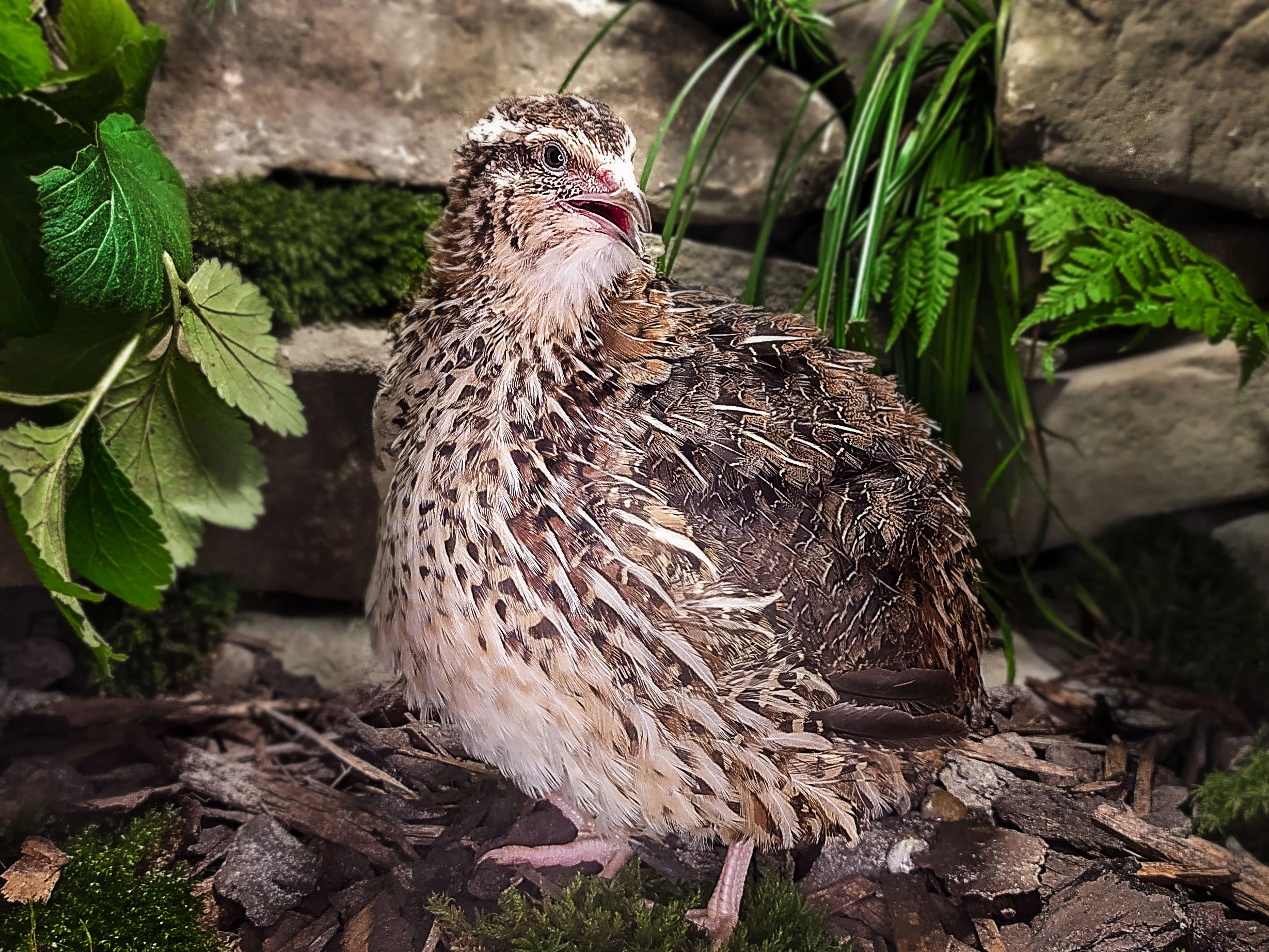 Živé křepelky - Celoročně