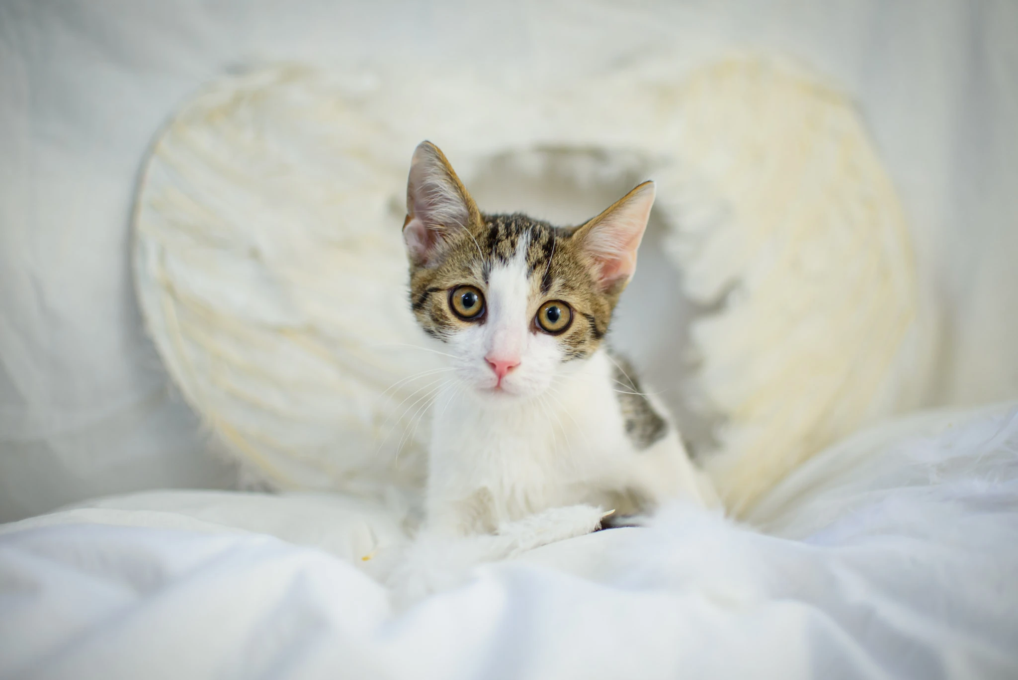 Koťátka a kočičky k adopci