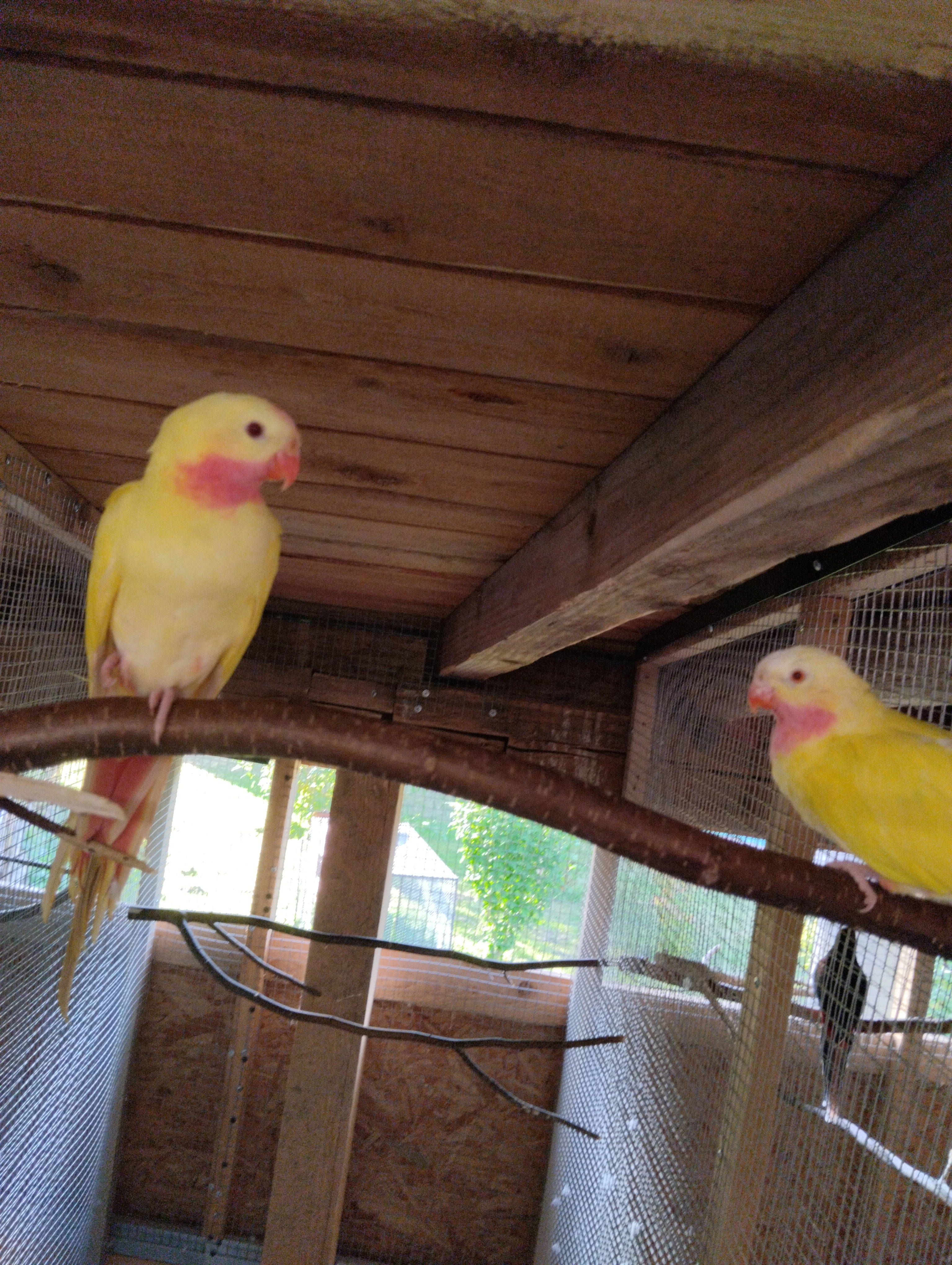 Samec papoušek Alexandřin lutino