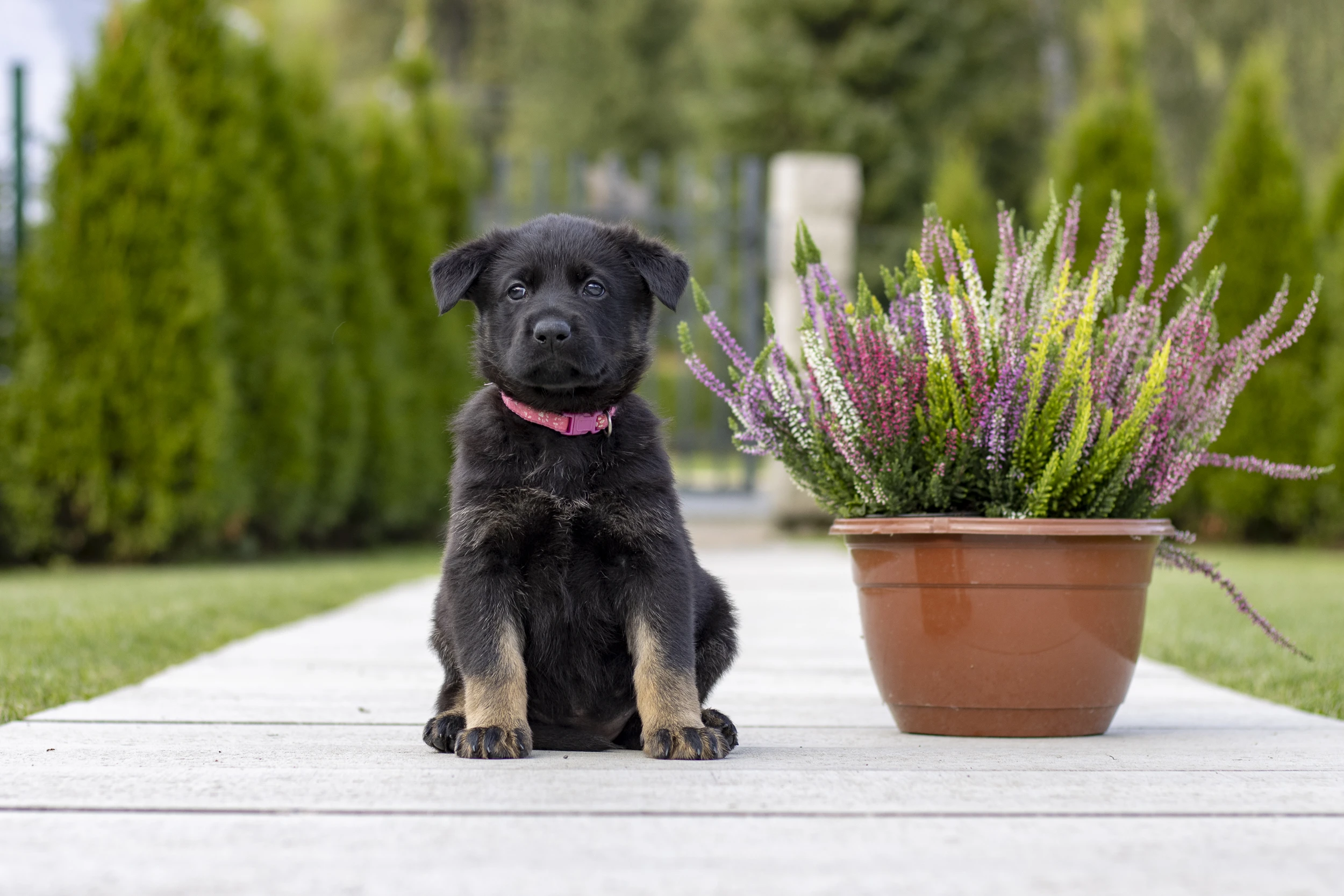 Německý ovčák - fenka s PP