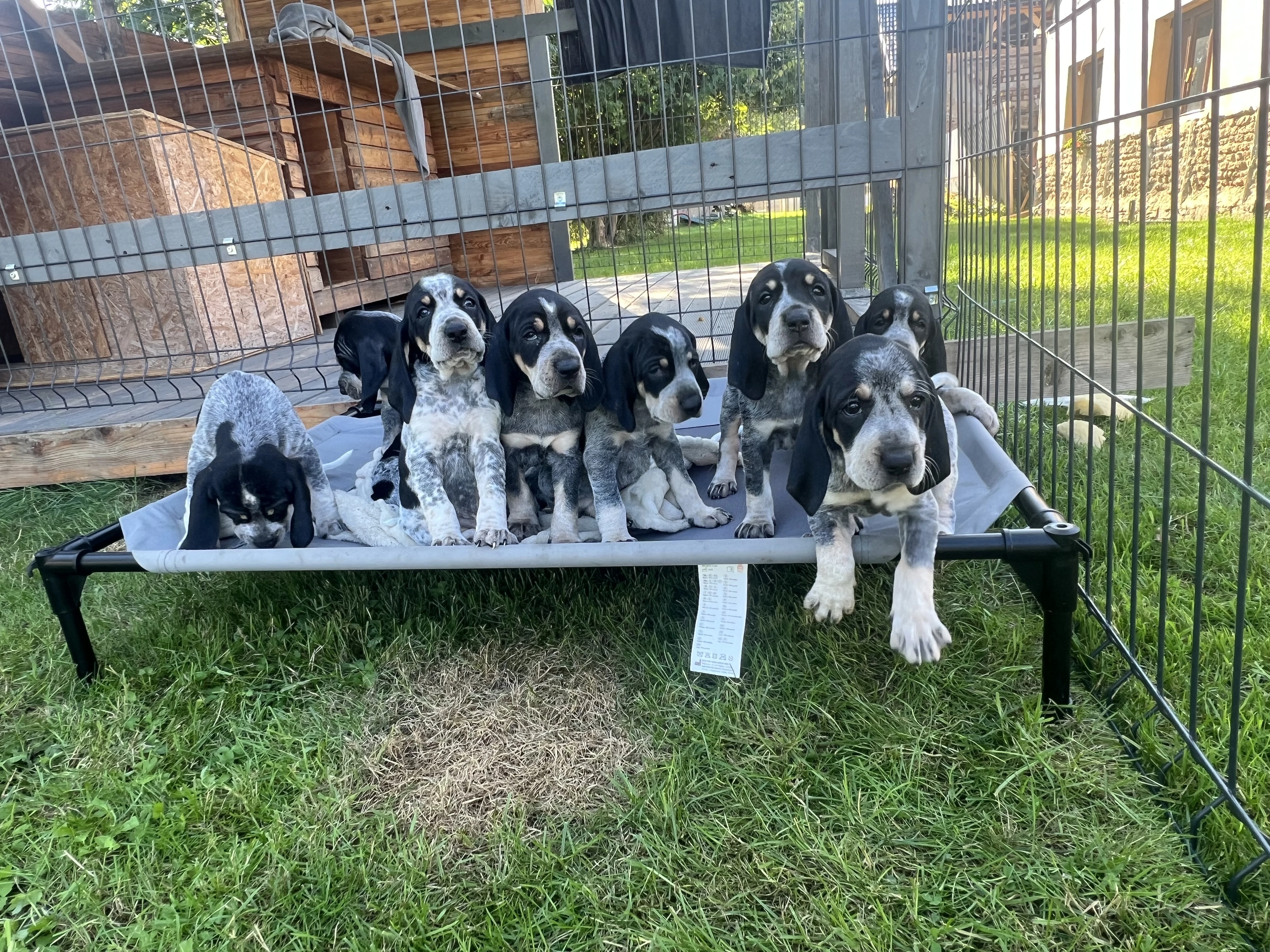 Gaskoňský honič s PP