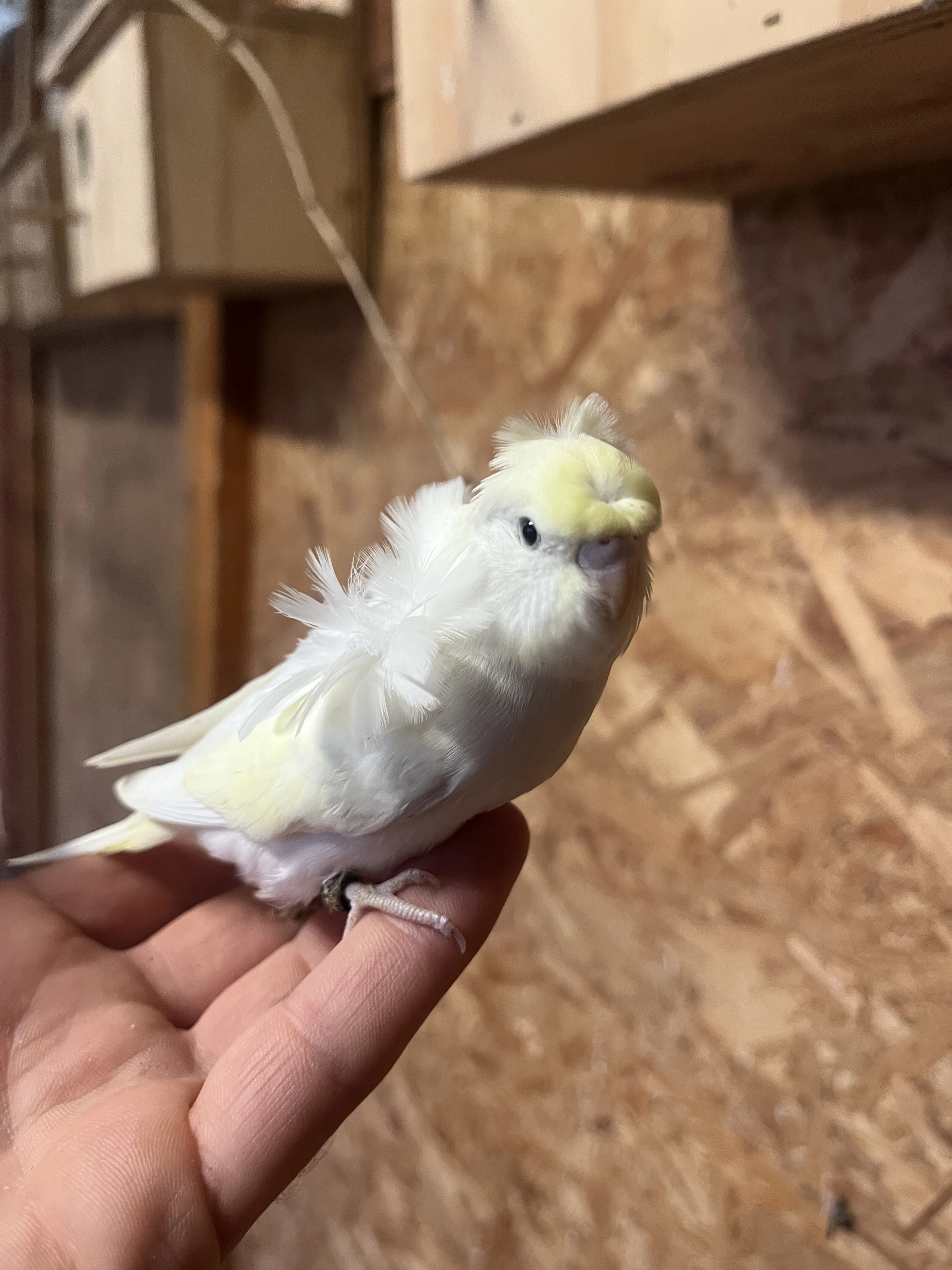 Andulka helikoptéra