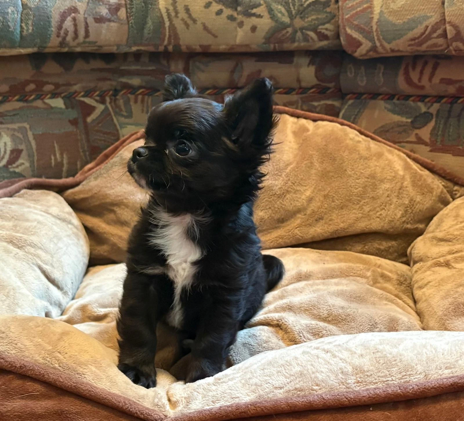 Čivava dlouhosrstá s PP