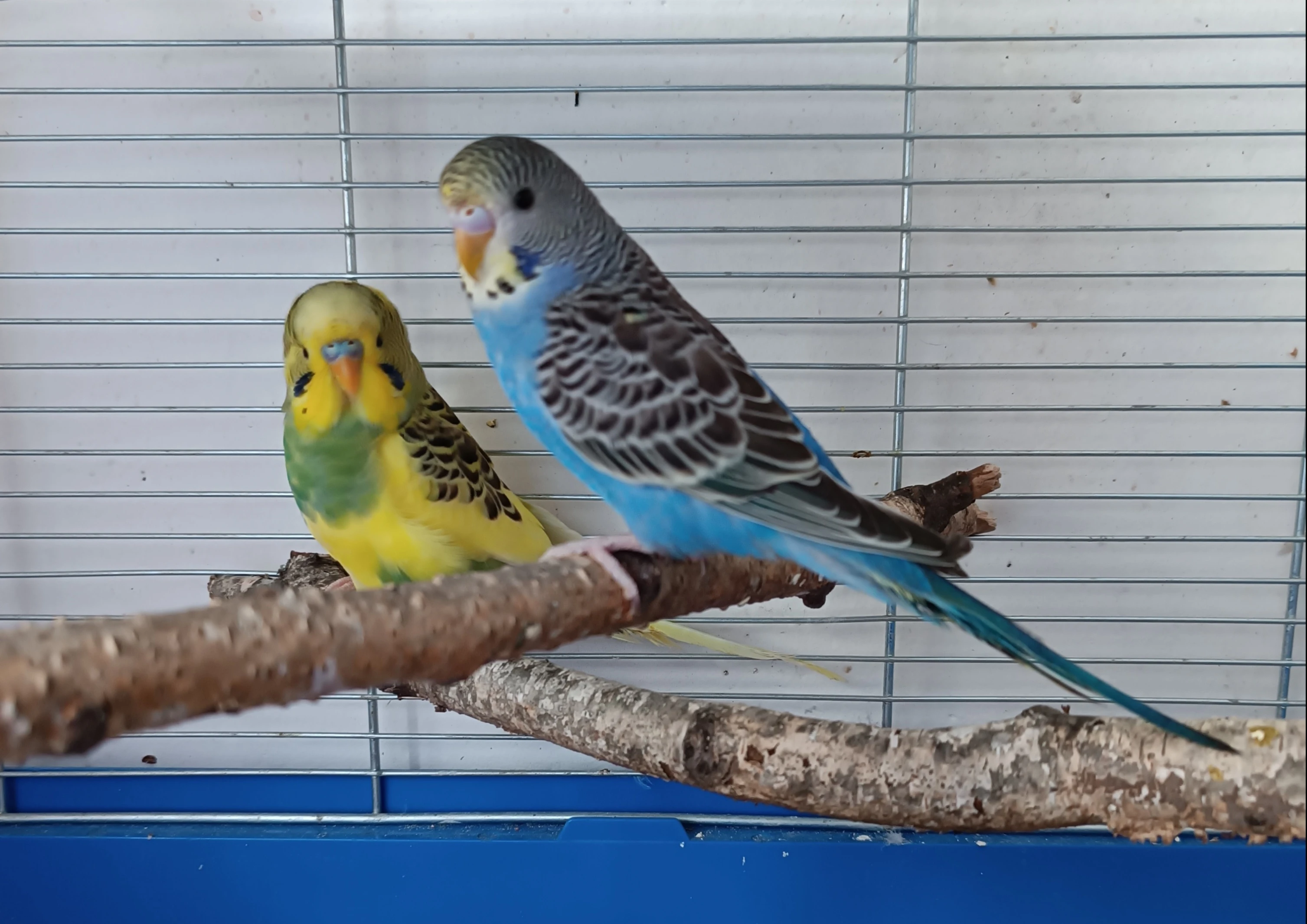 Dvě samičky andulky vlnkované