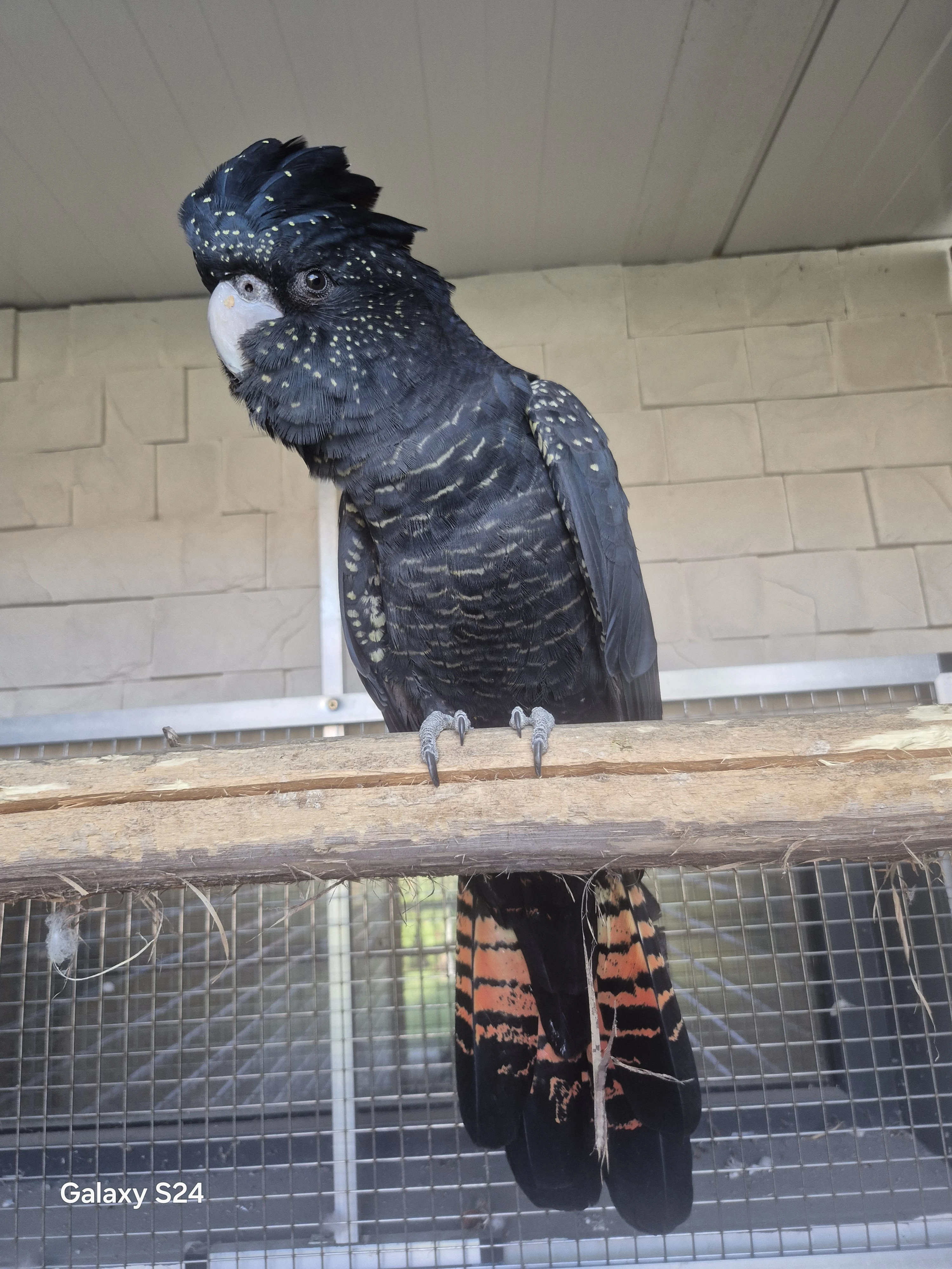 0.1 kakadu banksii banksii