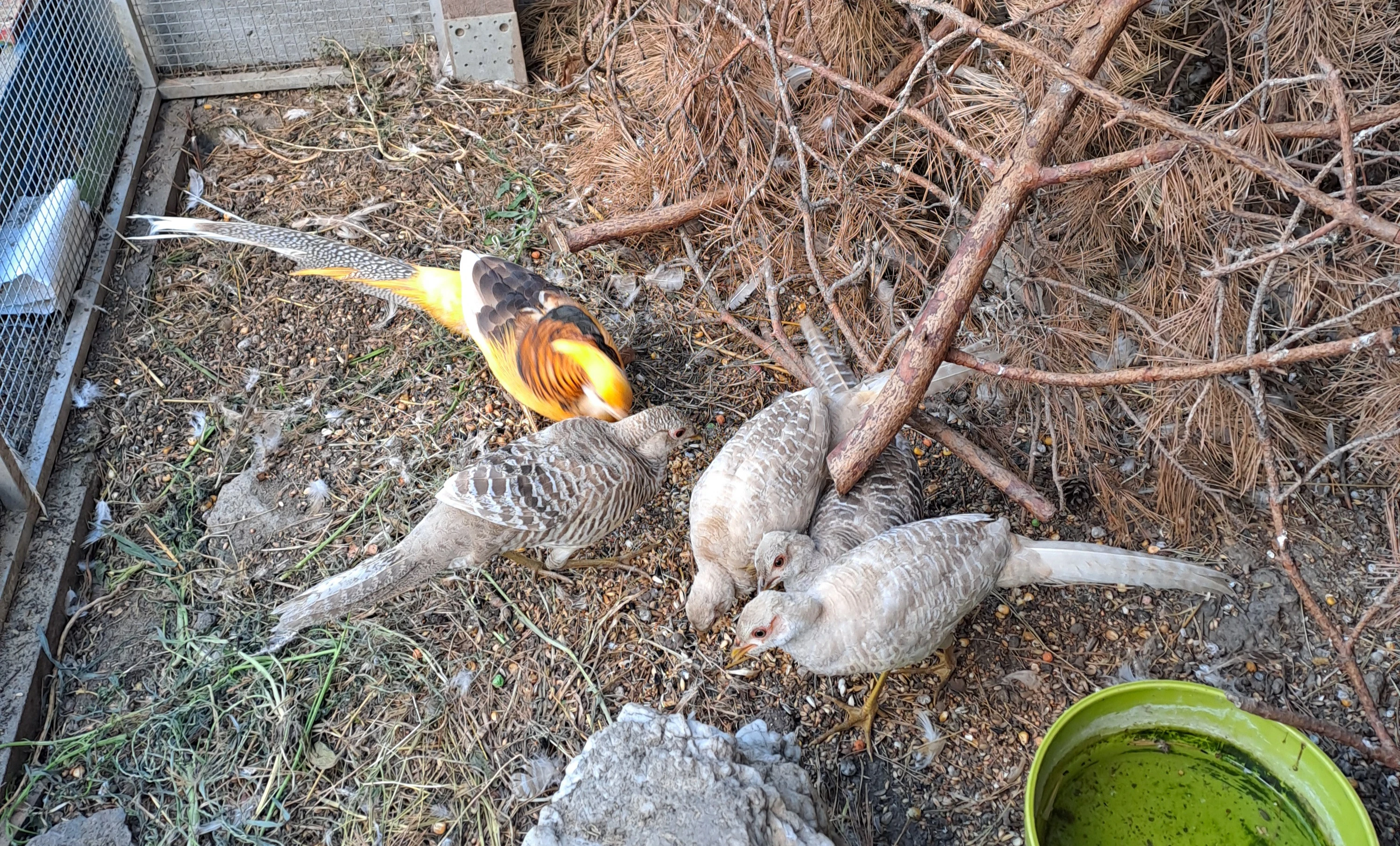 Bažant zlatožlutý