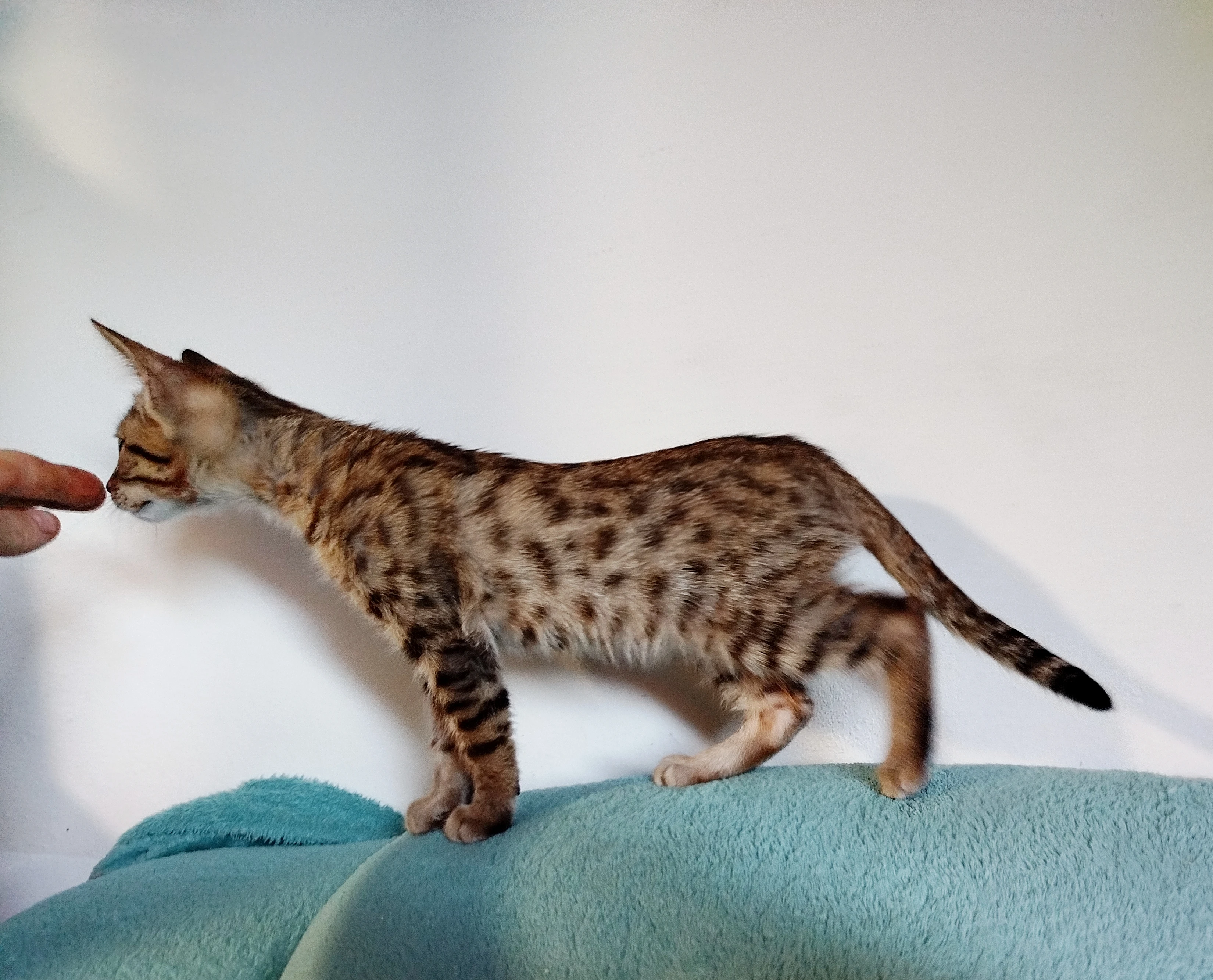 Kočička siamská x bengálská