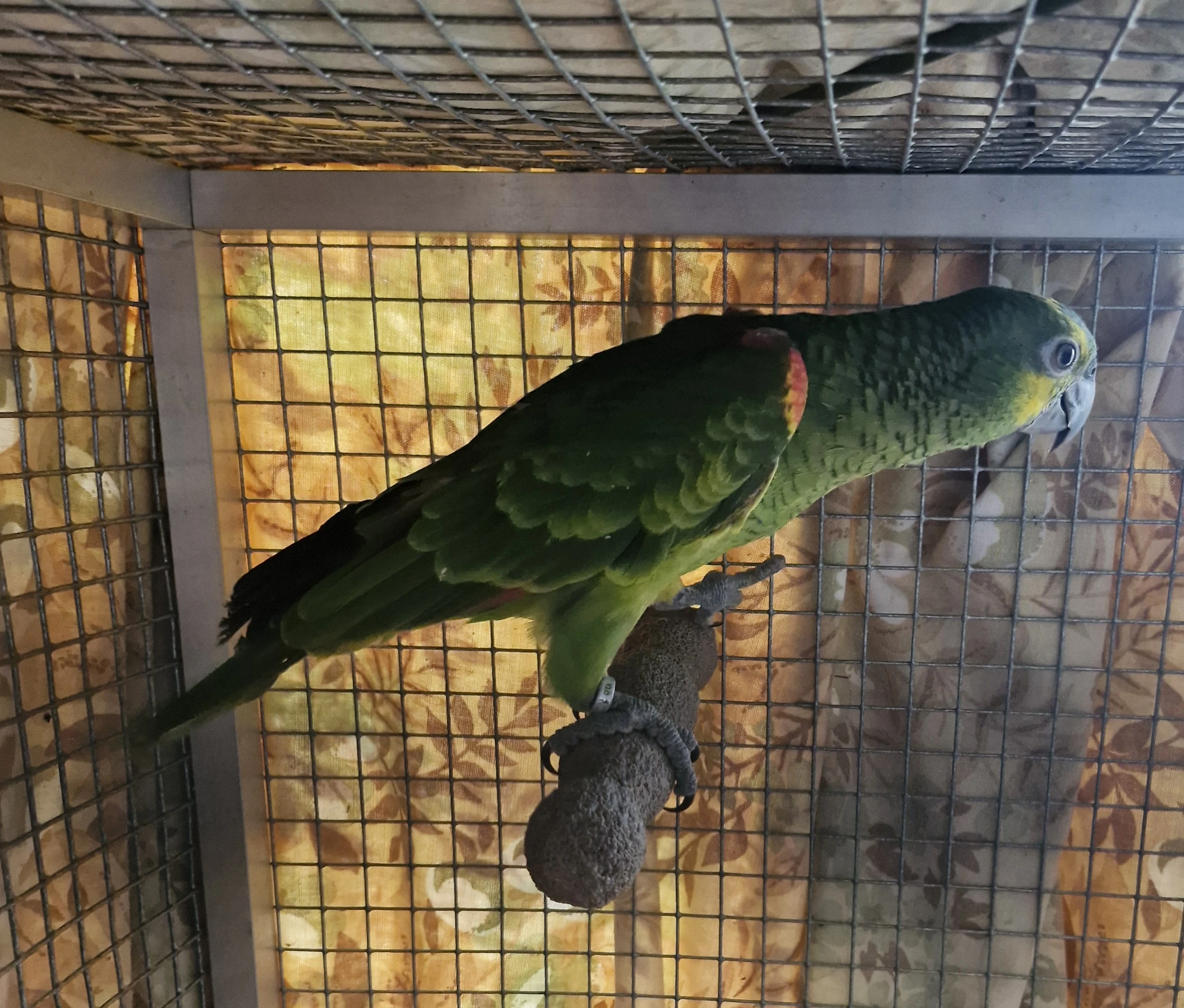 Amazoňan modročelý