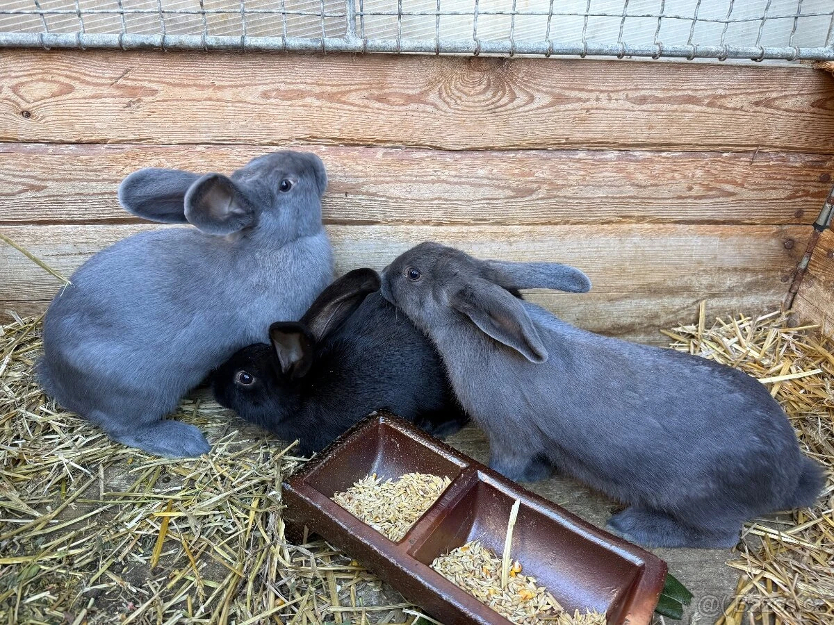 Prodám zakrslé králíčky.