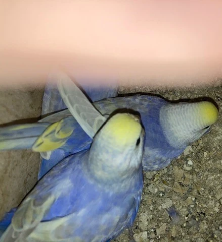 Prodám duhové andulky