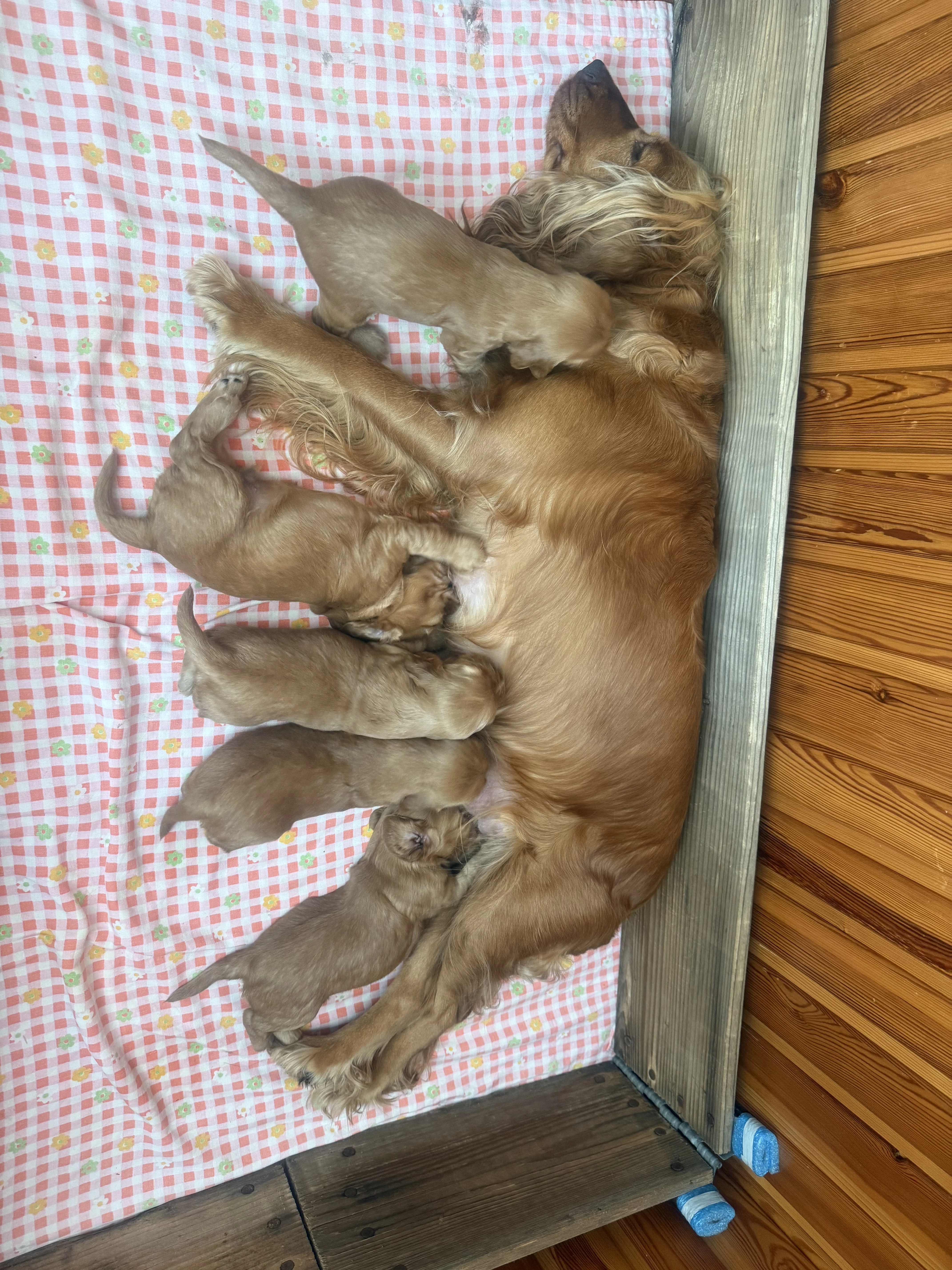 Štěňata v typu zlatého kokršpaněla