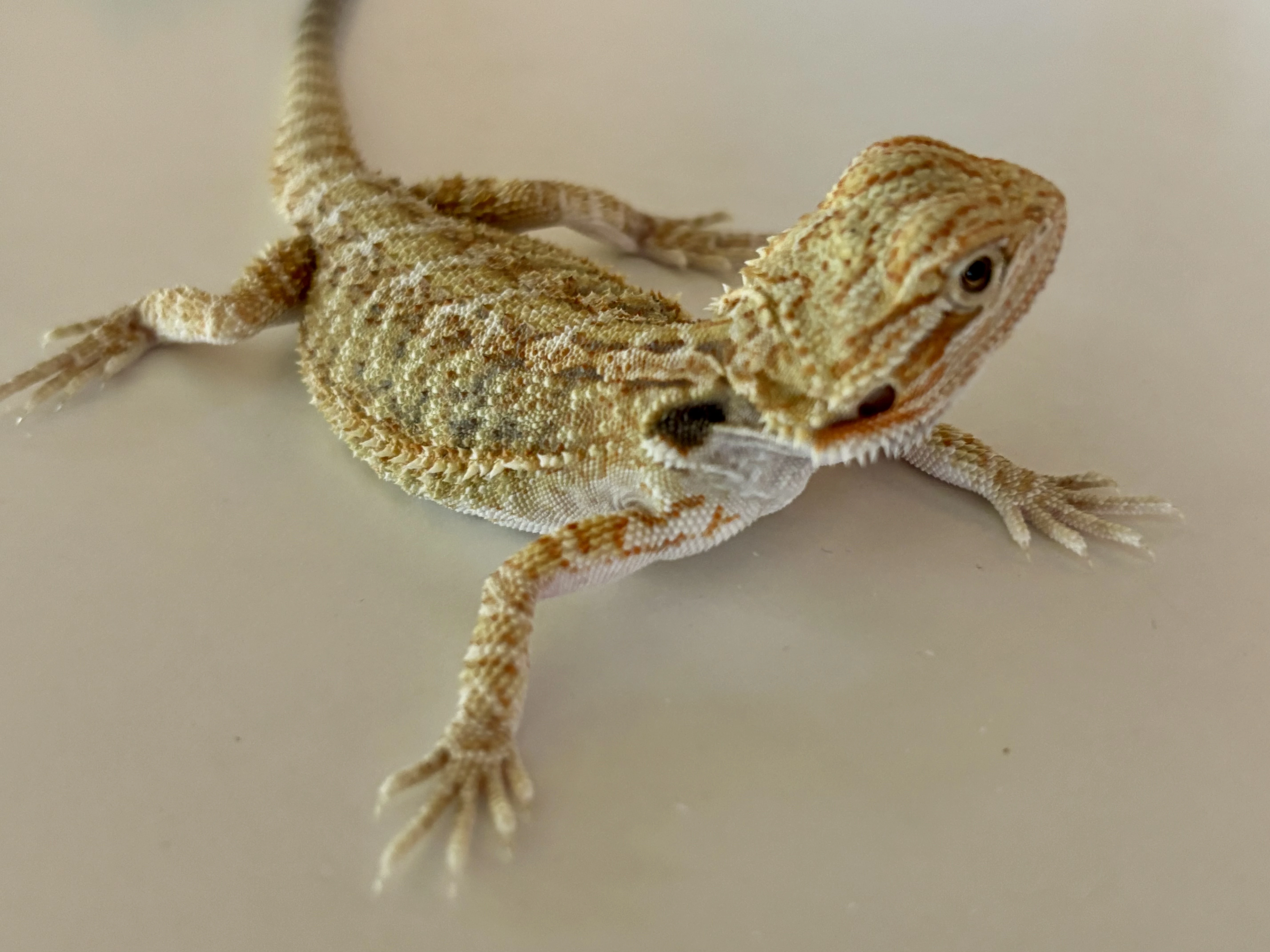 Agama vousatá samci a samičky