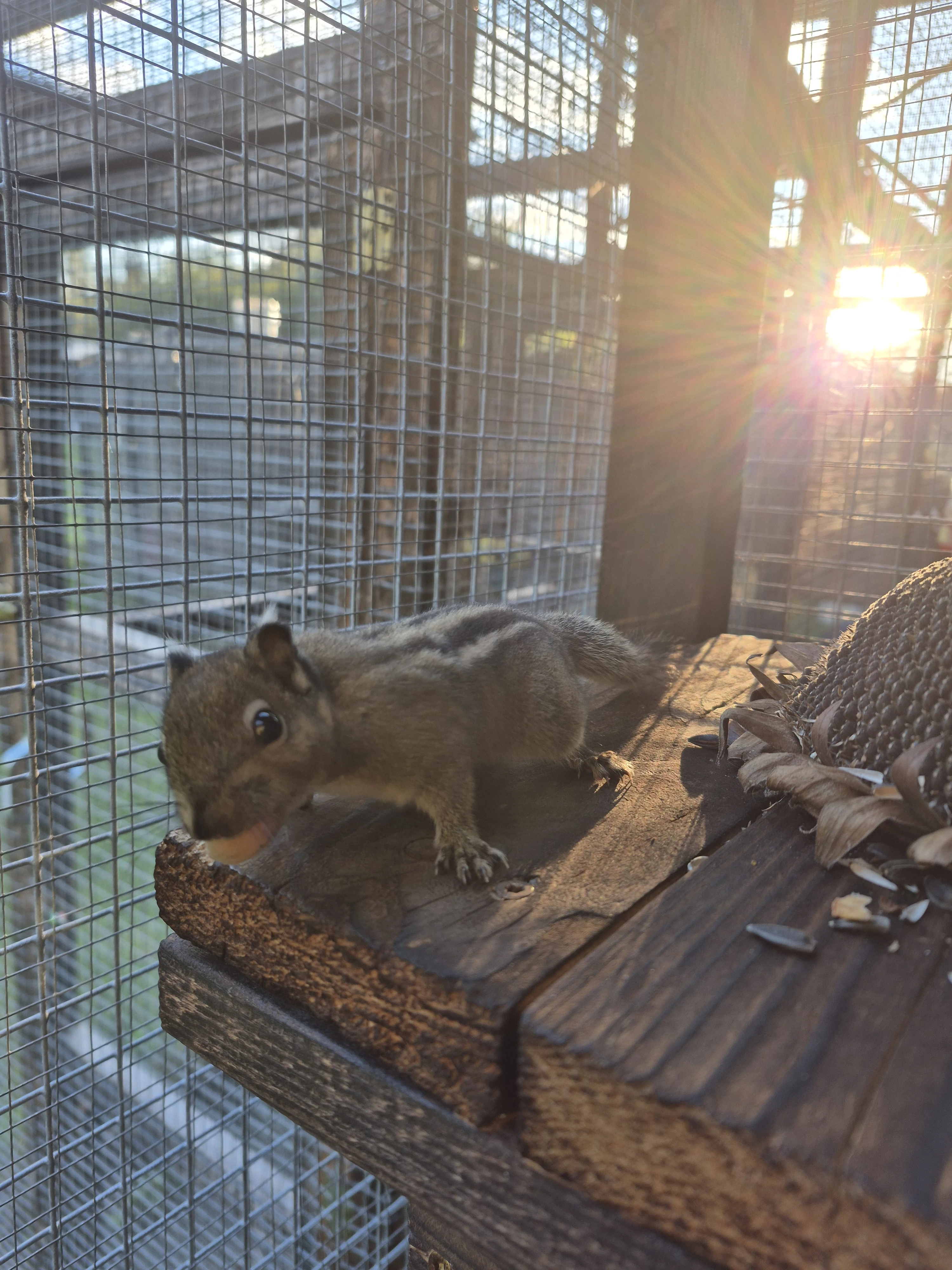 Veverka šedobřichá