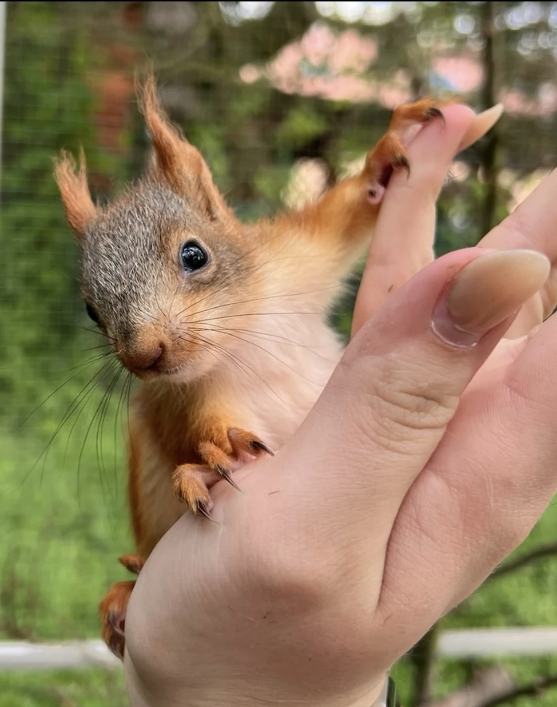 Veverka sibiřská -