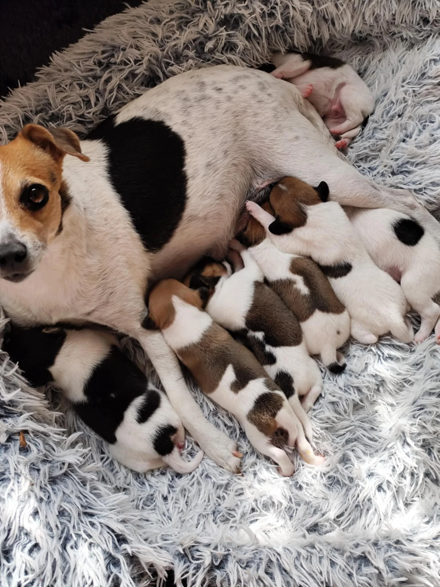 Štěnátka dánsko-švédského farmářského psa