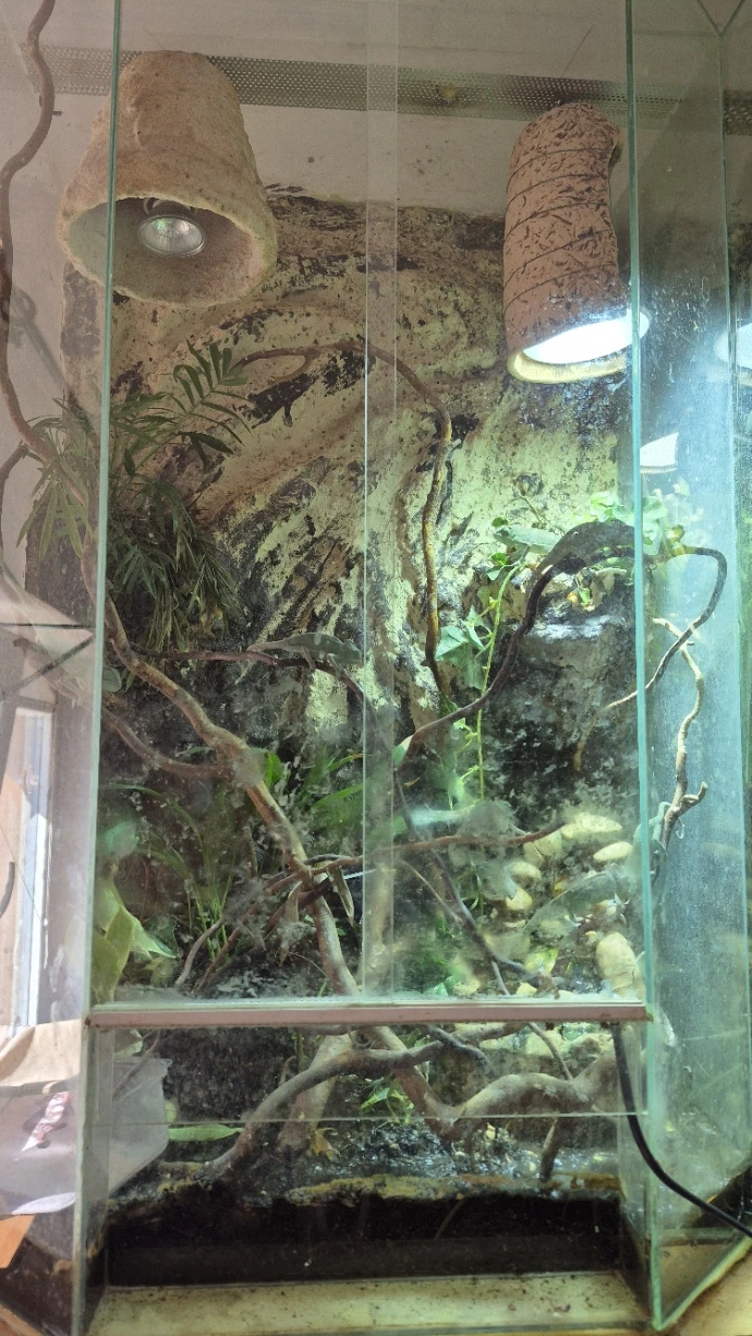 Teraria pro chameleony 80*50*35 SLEVA 