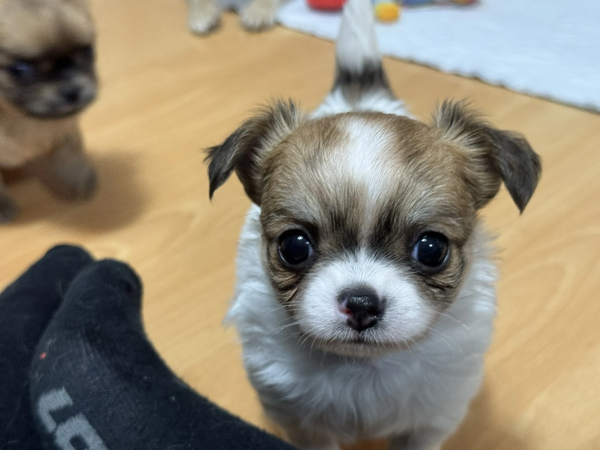 Čivava dlouhosrstá - pejsek s PP (FCI)