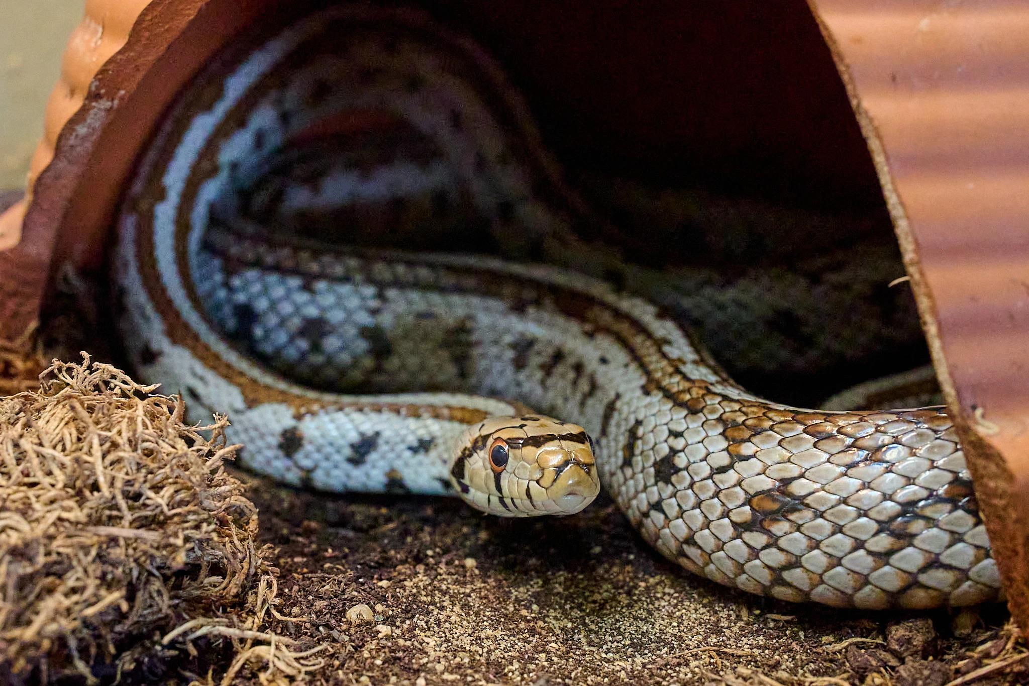 Mláďata užovek levhartích (Zamenis situla)