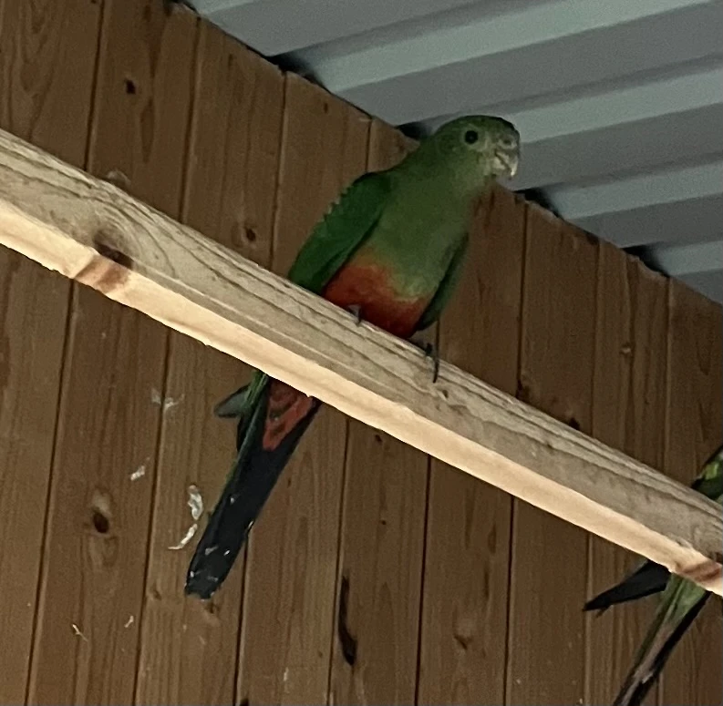 Papoušek královský žlutý