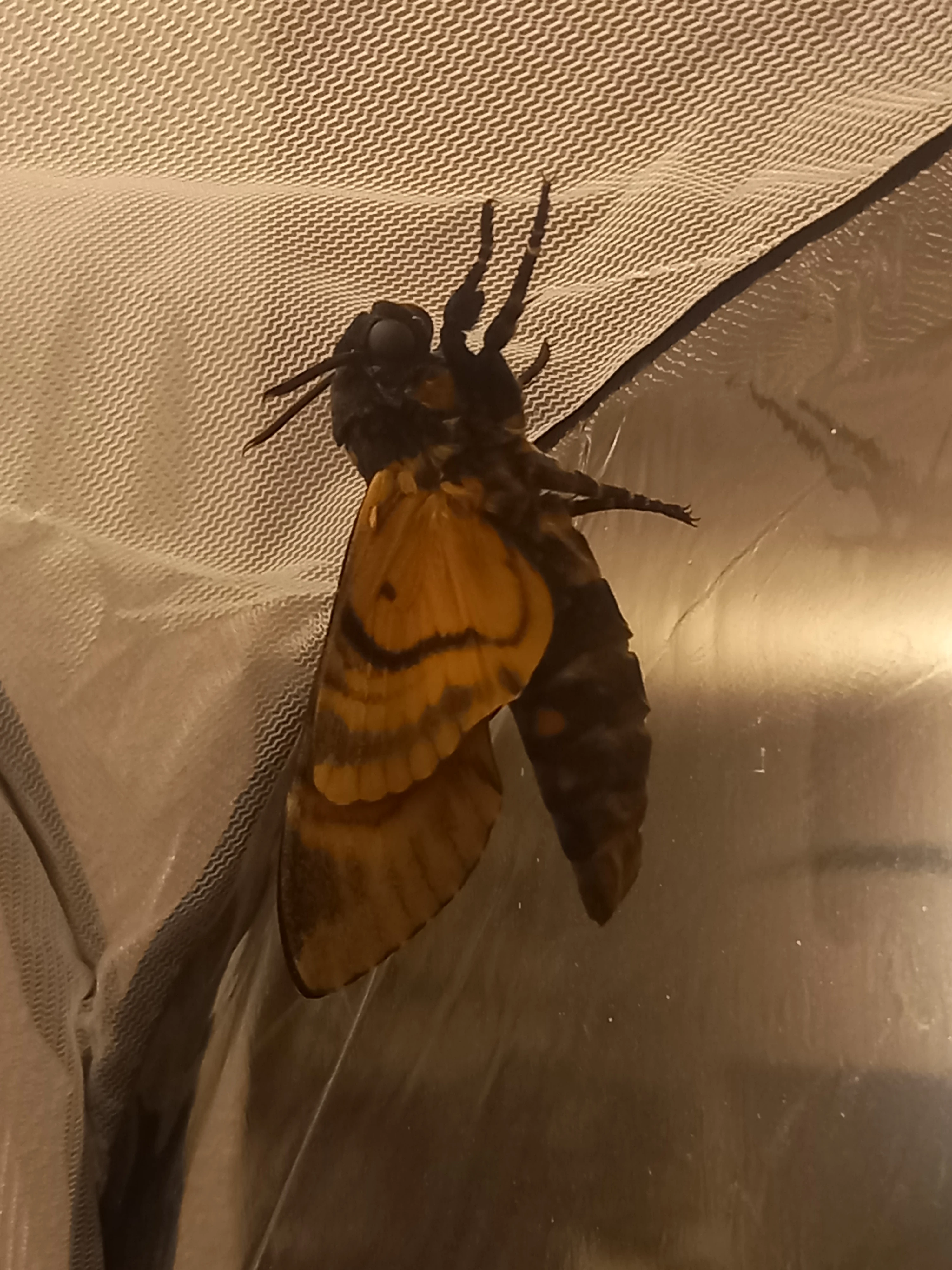 Lišaj smrtihlav (acherontia atropos)