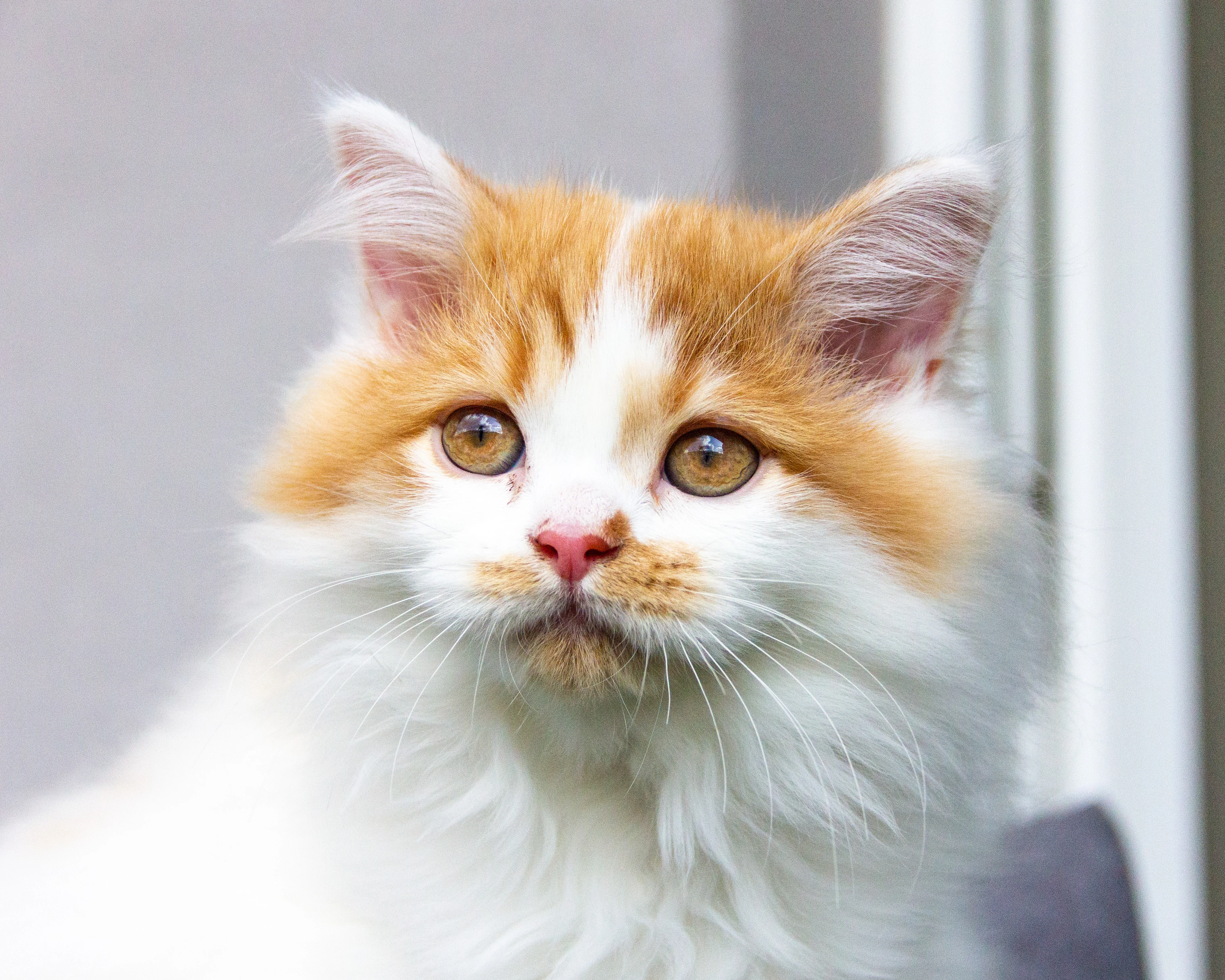 Britský kocourek  s PP