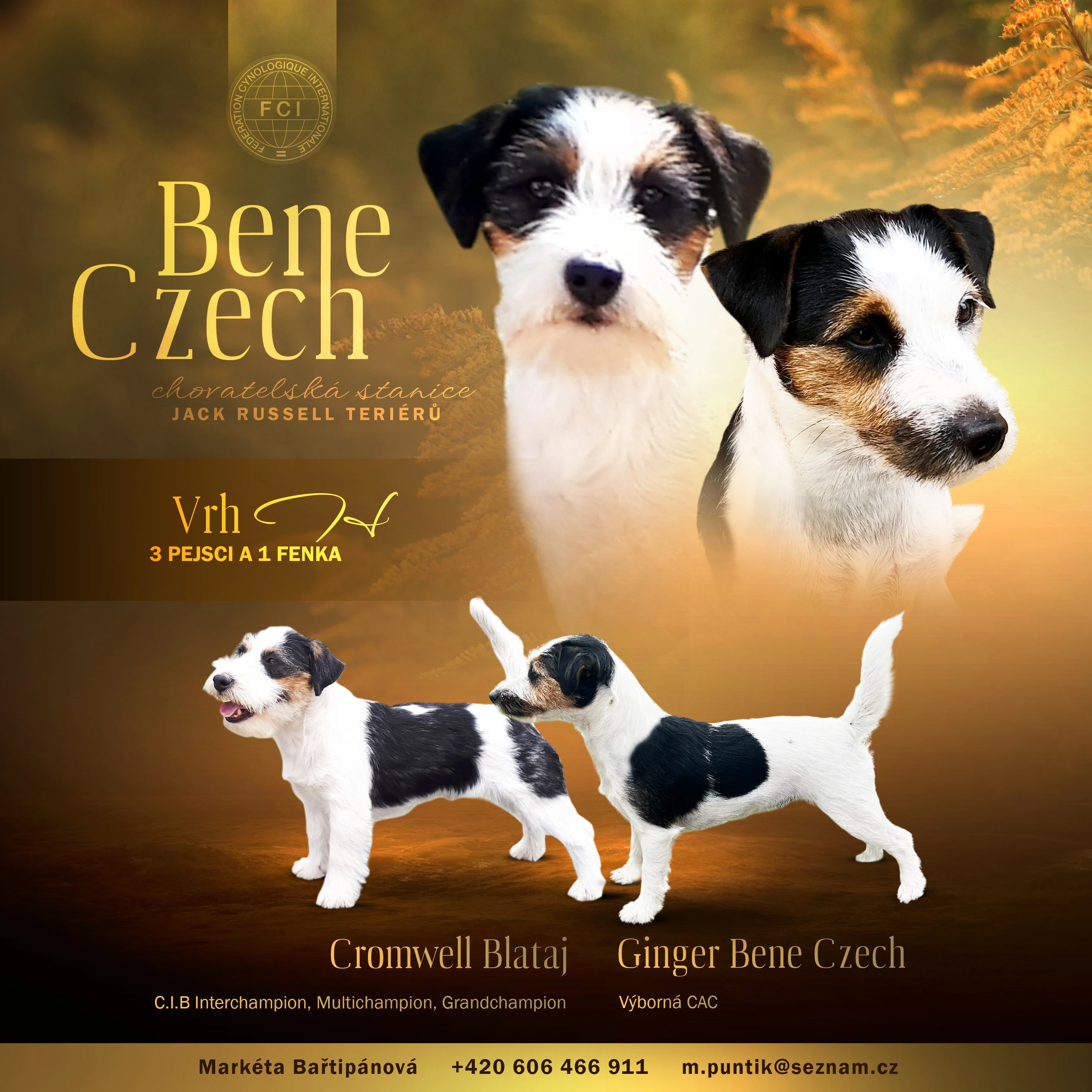 Štěňátka Jack Russell Teriéra s PP