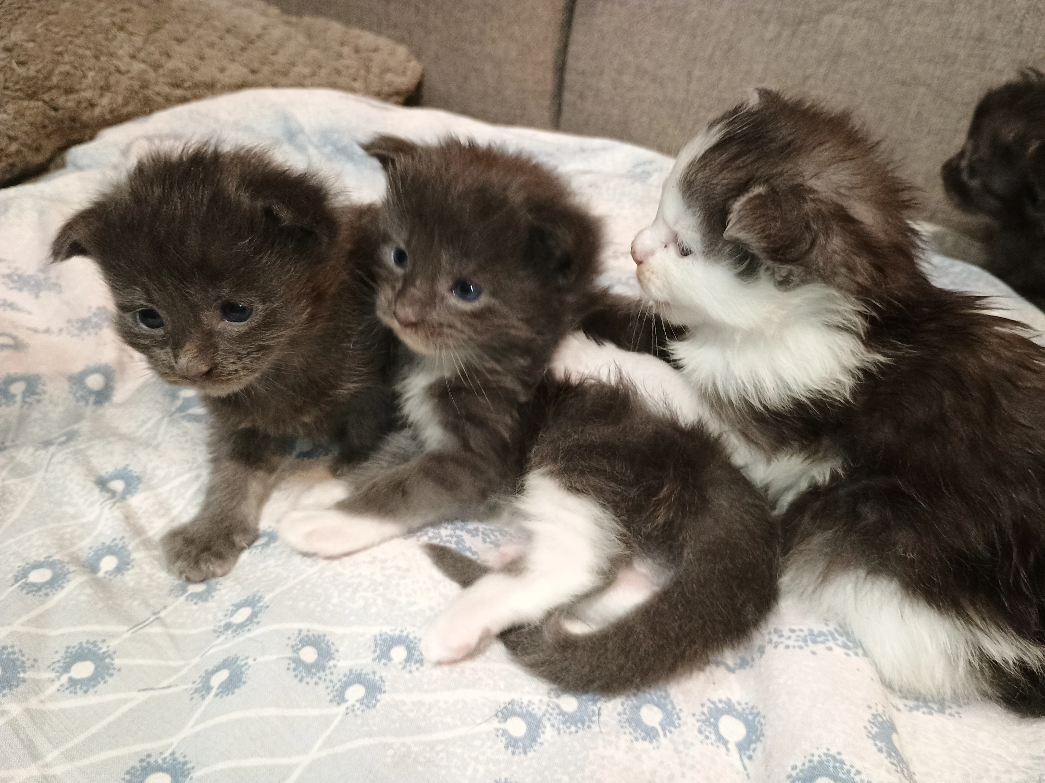 Mainská mývalí koťátka s PP