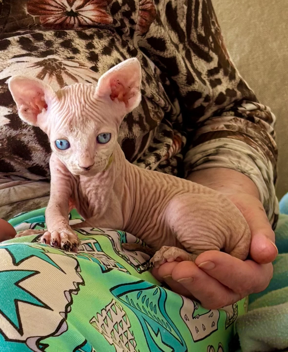 Nabízím k rezervaci bezsrstá koťata