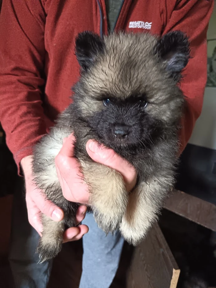 Prodám štěňata něměckého vlčího špice s PP