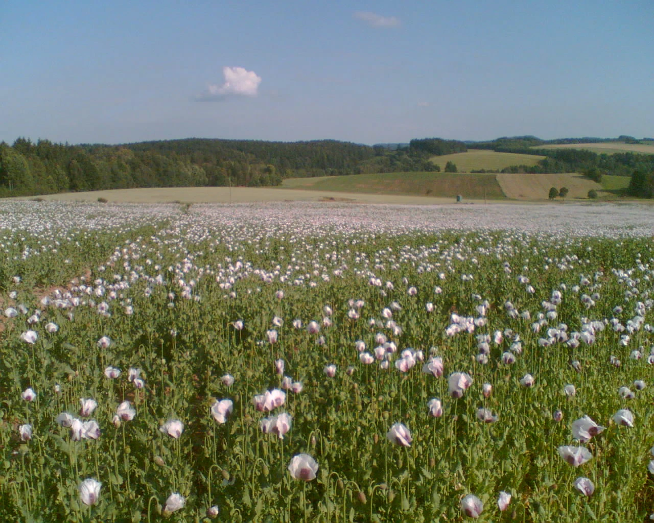 Hledám fajn parťačku