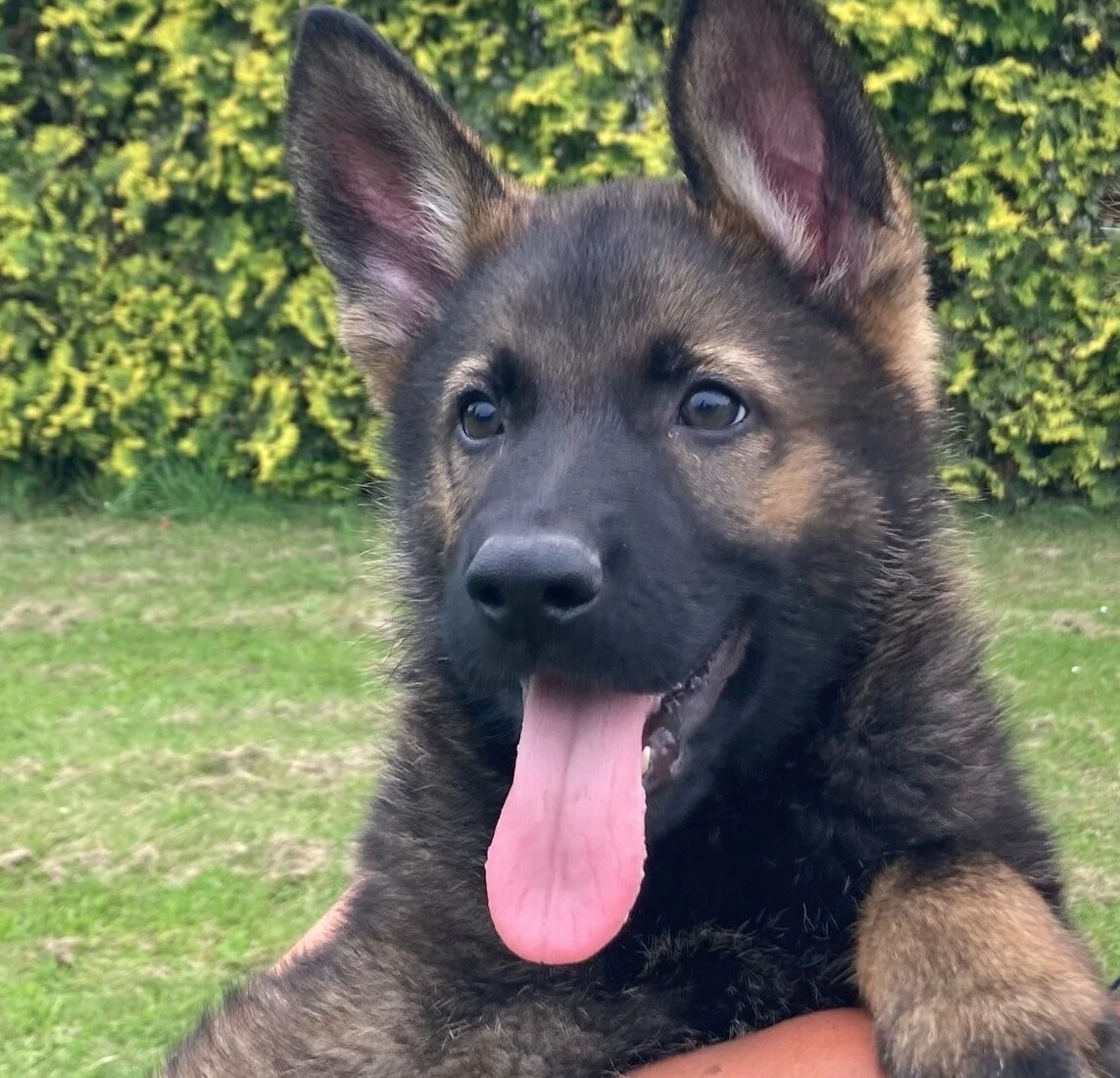 Německý ovčák štěńata