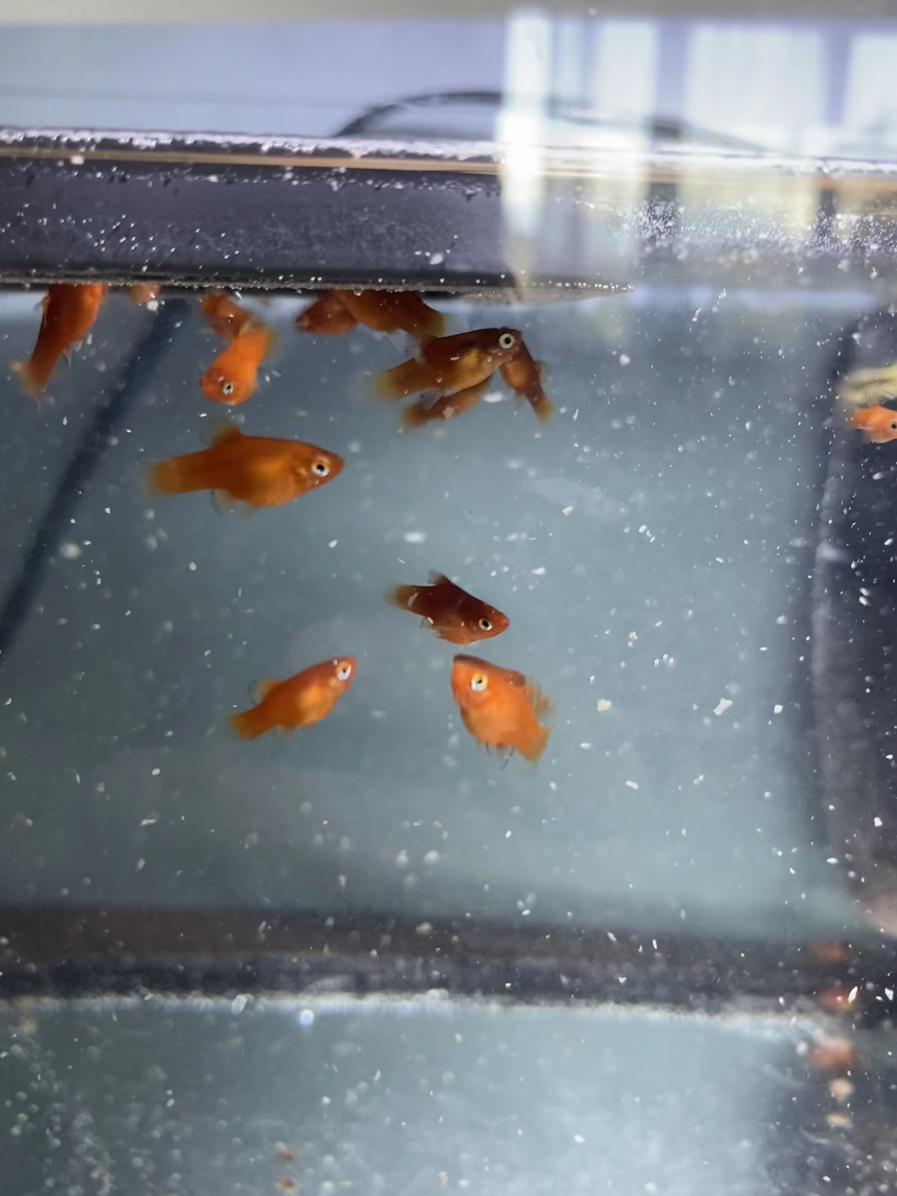 Plata skvrnitá var. Red Coral