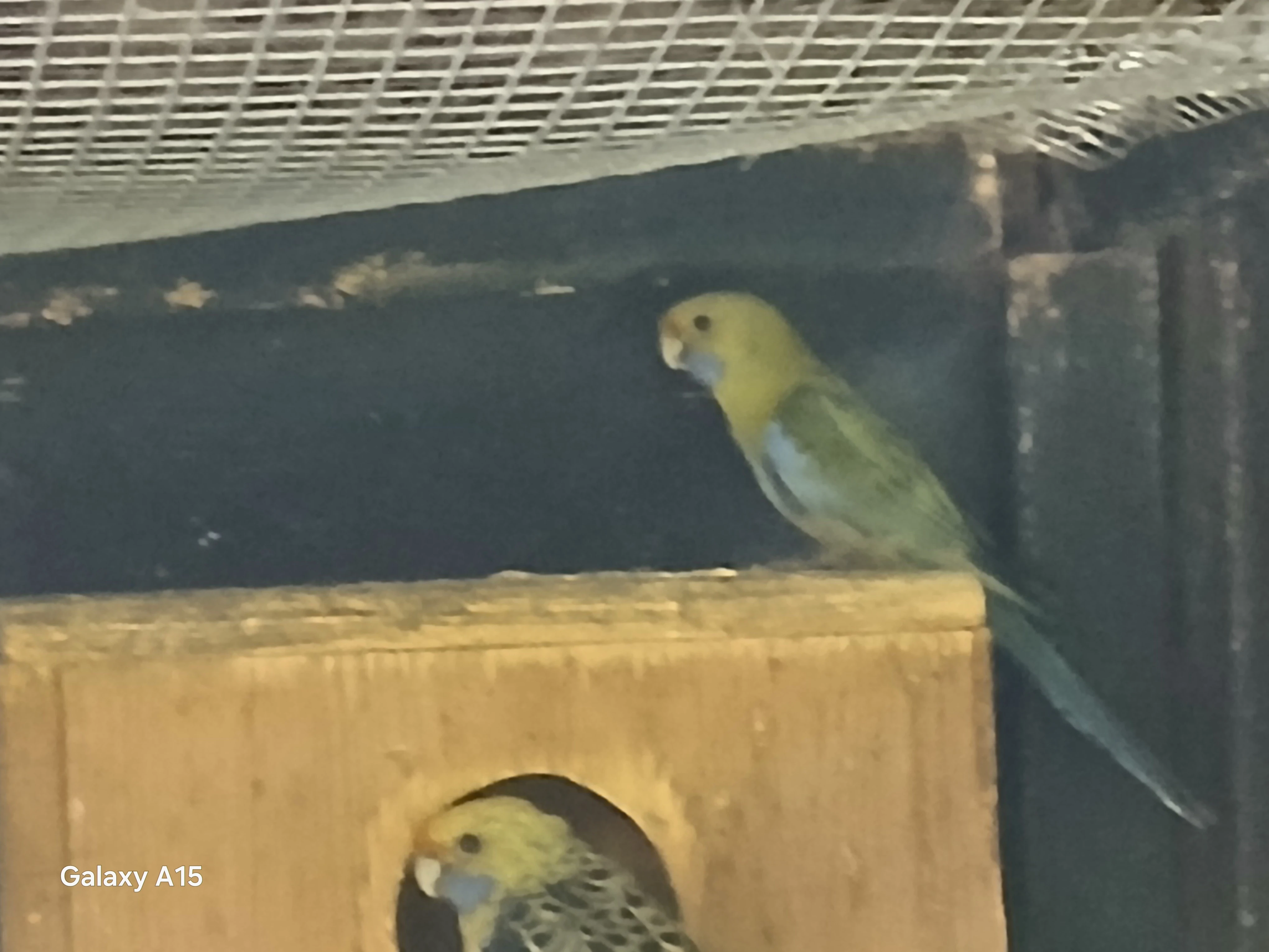 Prodám Rozelu slámožlutou