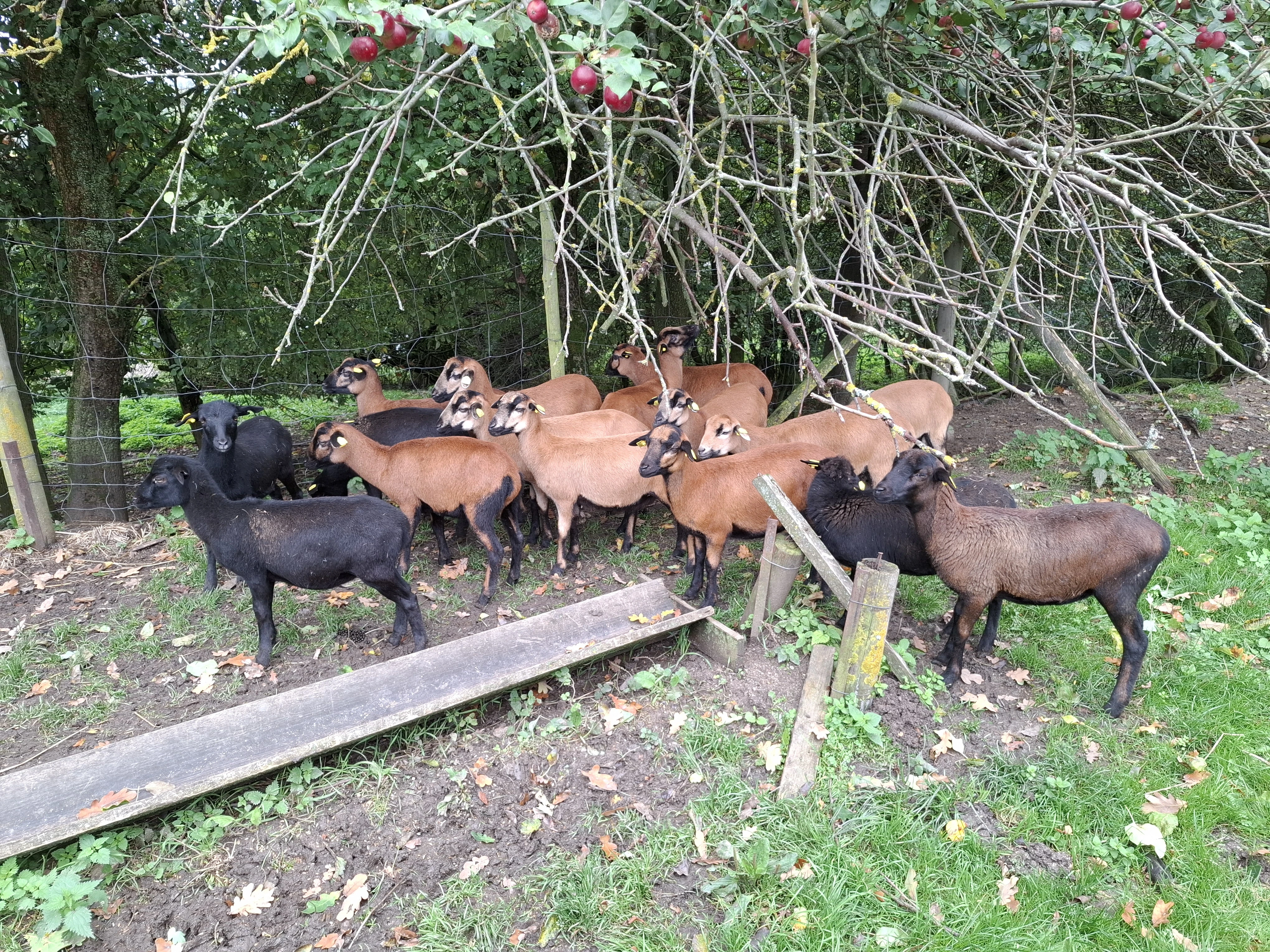 Kamerunské jehničky.