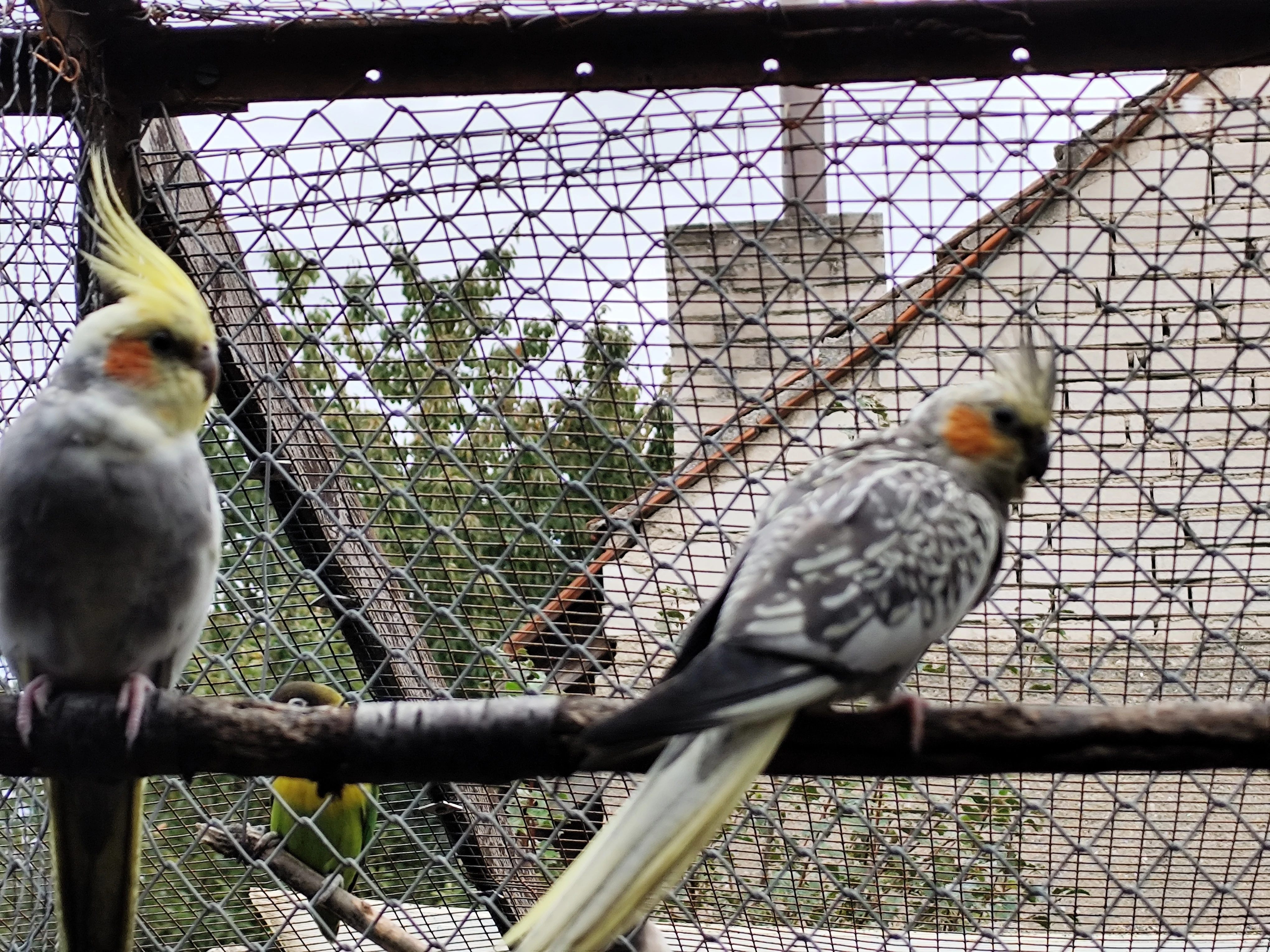 Korela chocholatá perlová