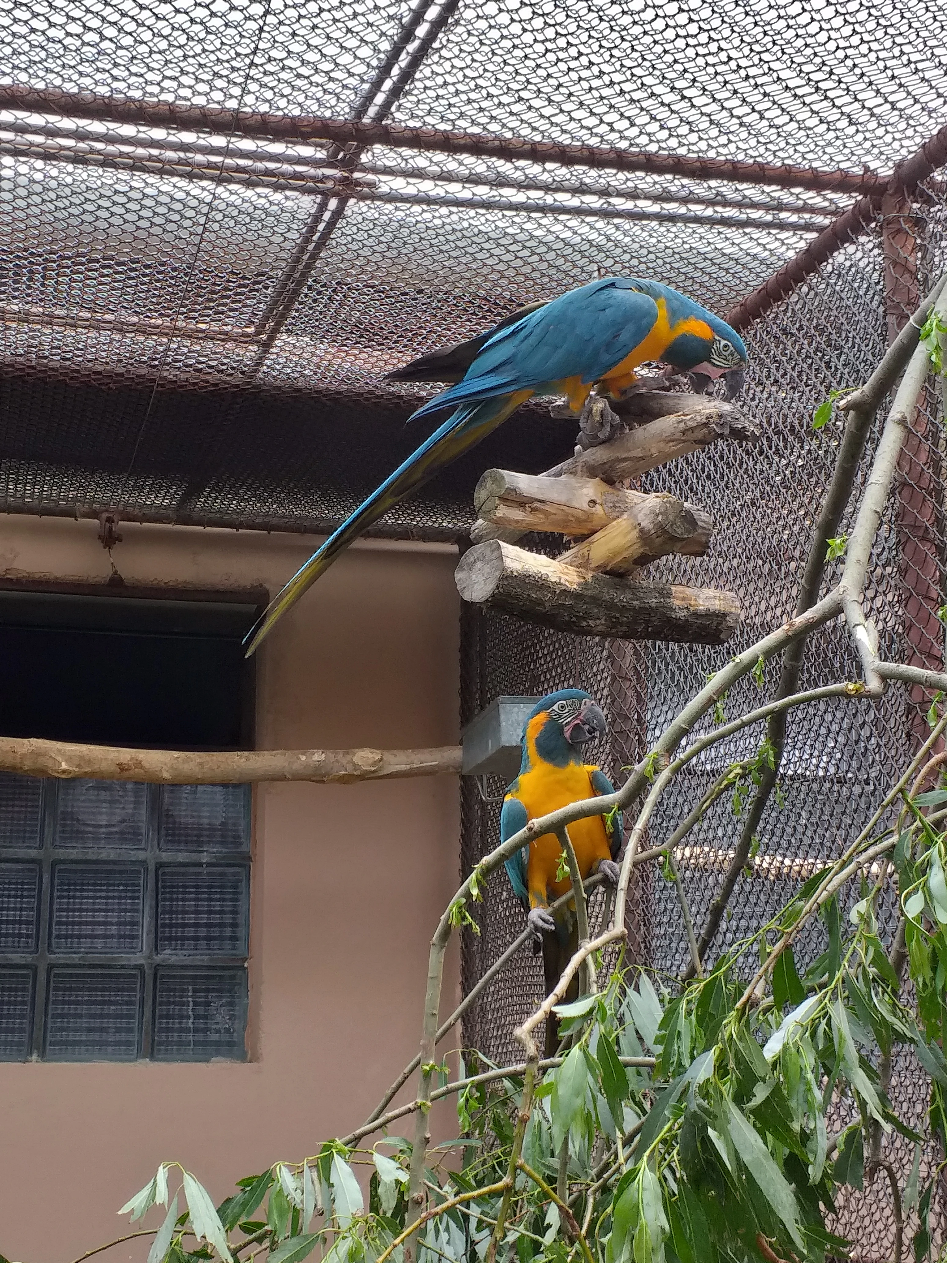 Prodám 1,1 Ara  kaninda