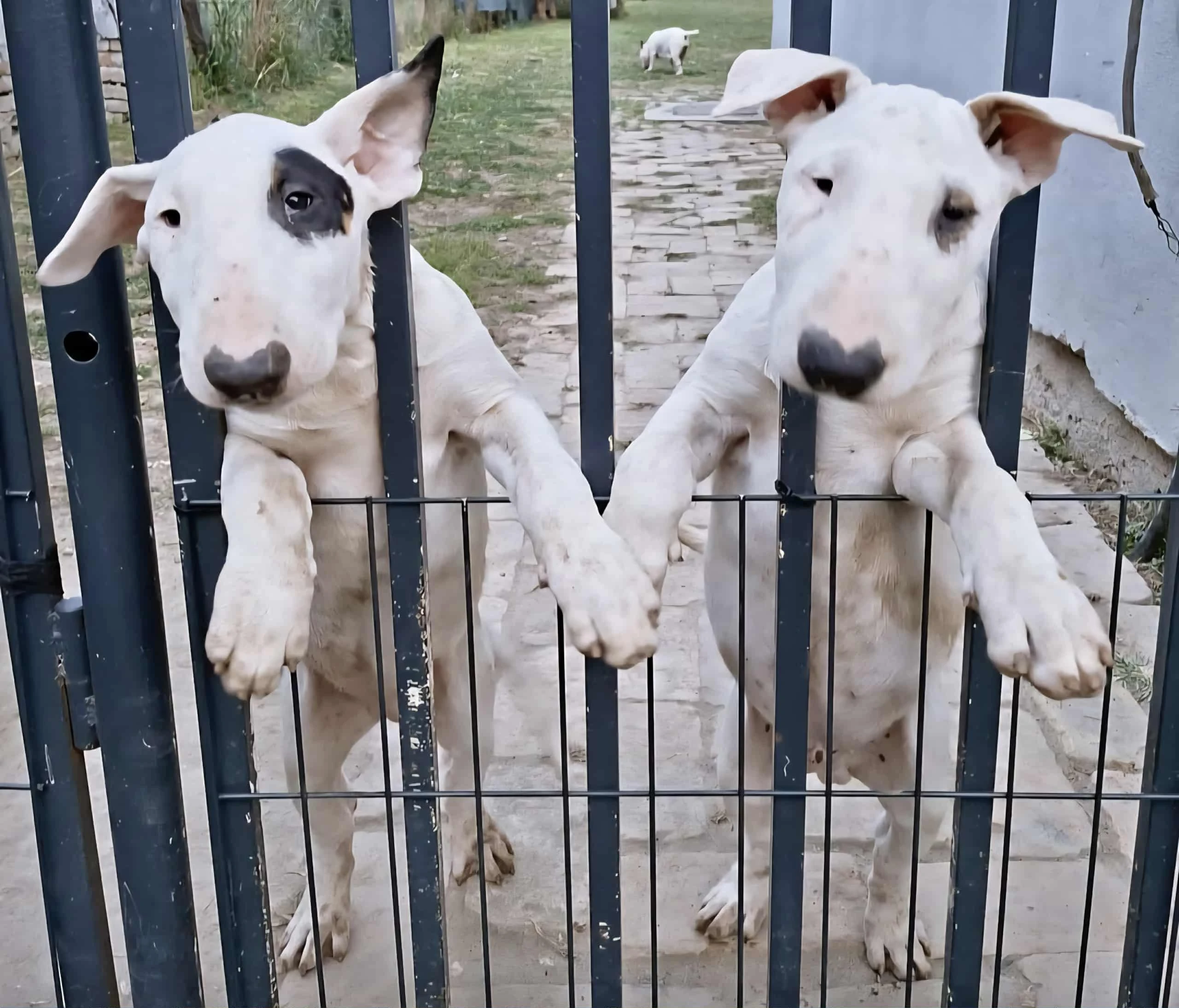 Standardní Bull Terrier štěňata